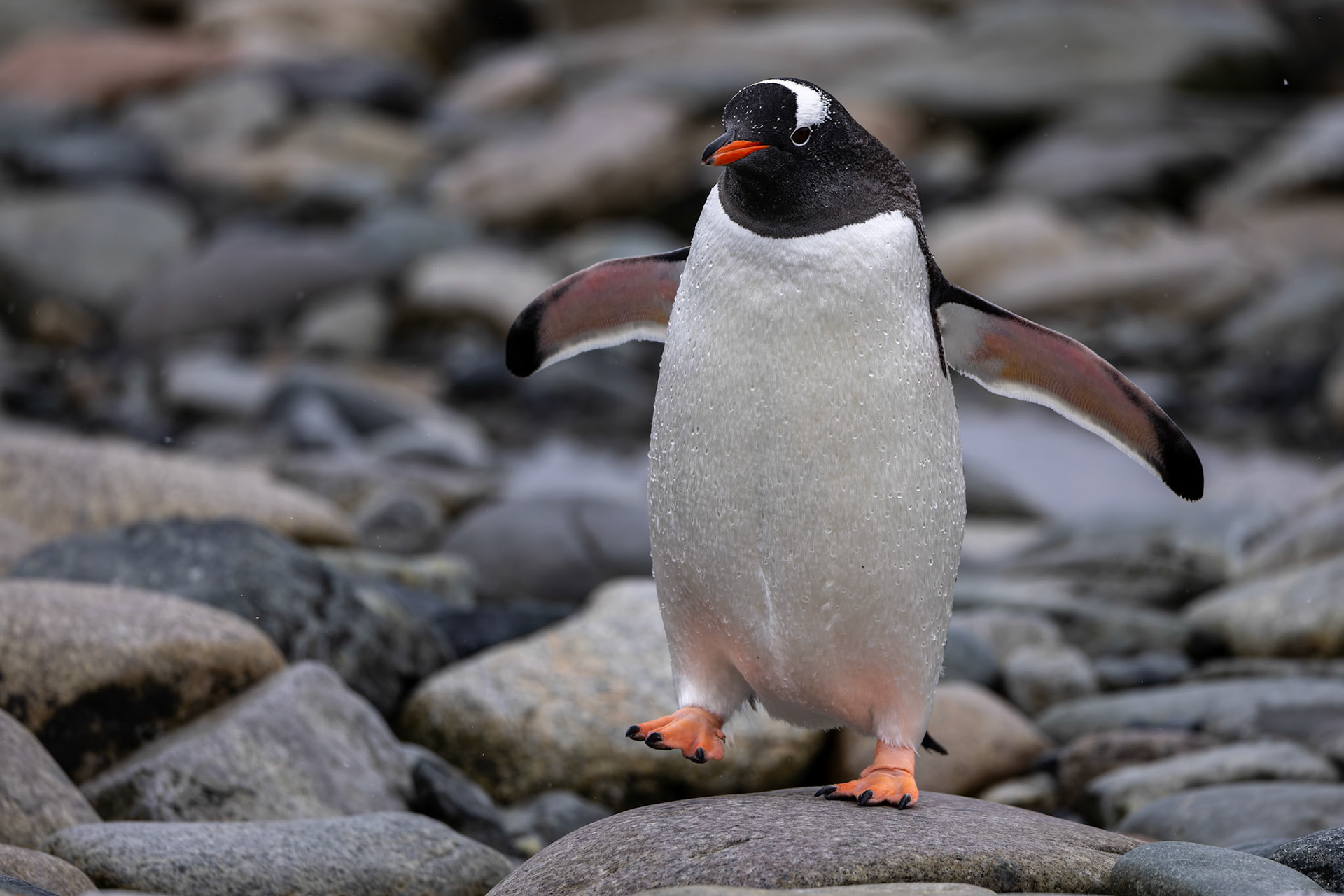 Gentoo penguin, Cuverville, Antarctica