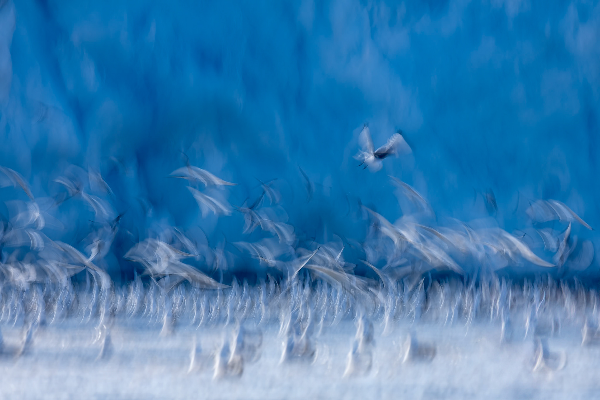 Kittiwake, Monacobreen, Svalbard, Norway