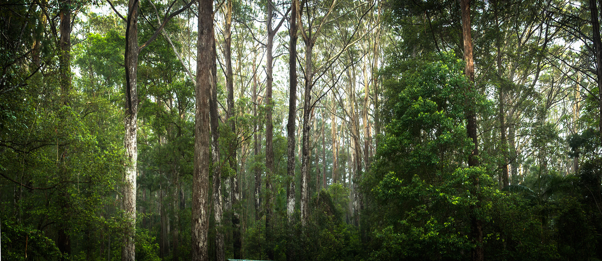 Forest panorama, Minyon falls, Lismore