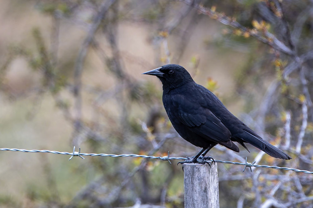 Austral blackbird, Torres del Paine, Patagonia, Chilé