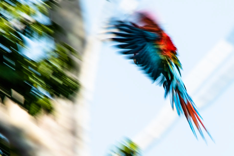 Red and green macaw,  Tambo Blanquillo, Manu National Park,  Peru
