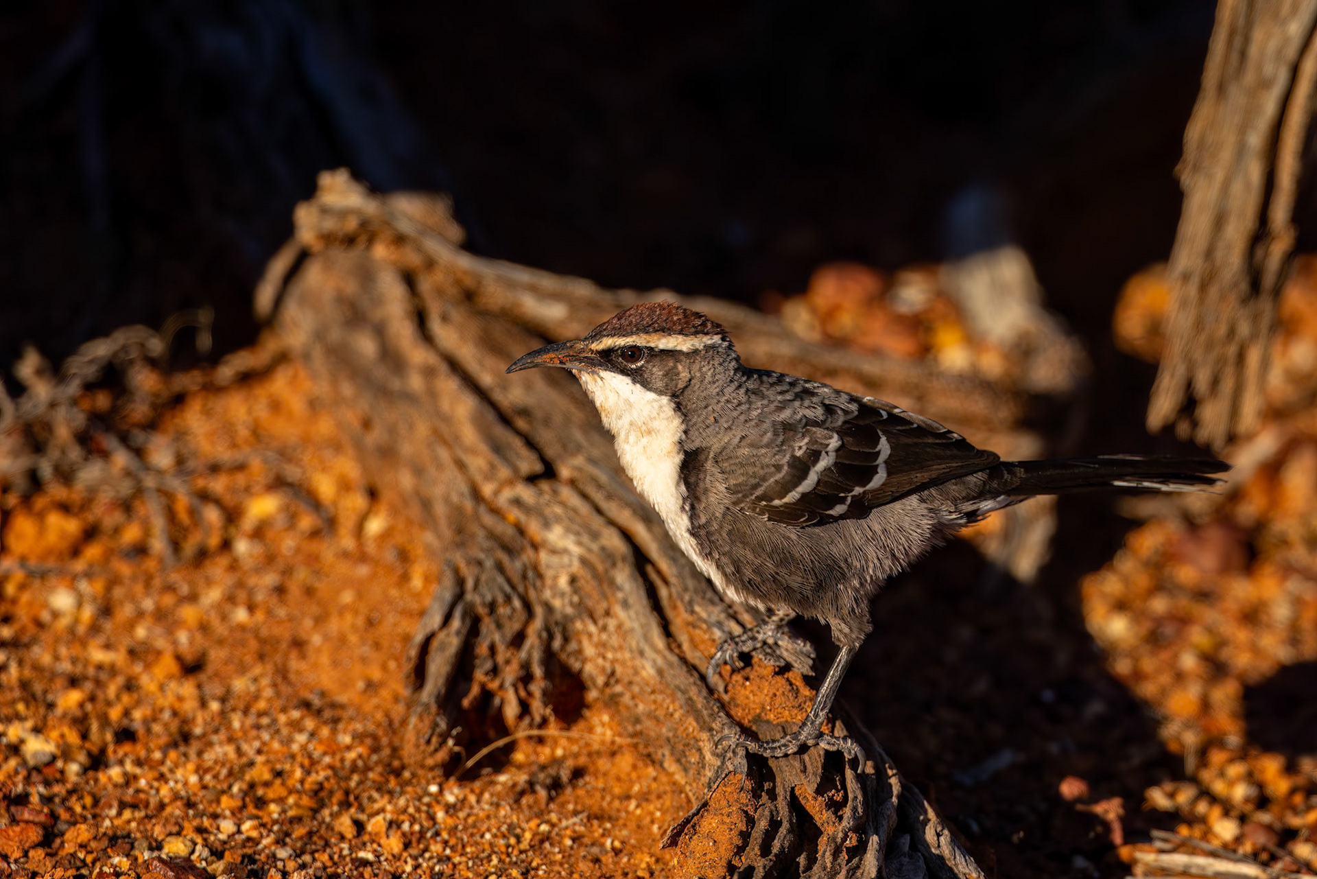 Chestnut-crowned babbler, Windorah to Eromanga, Queensland, Australia