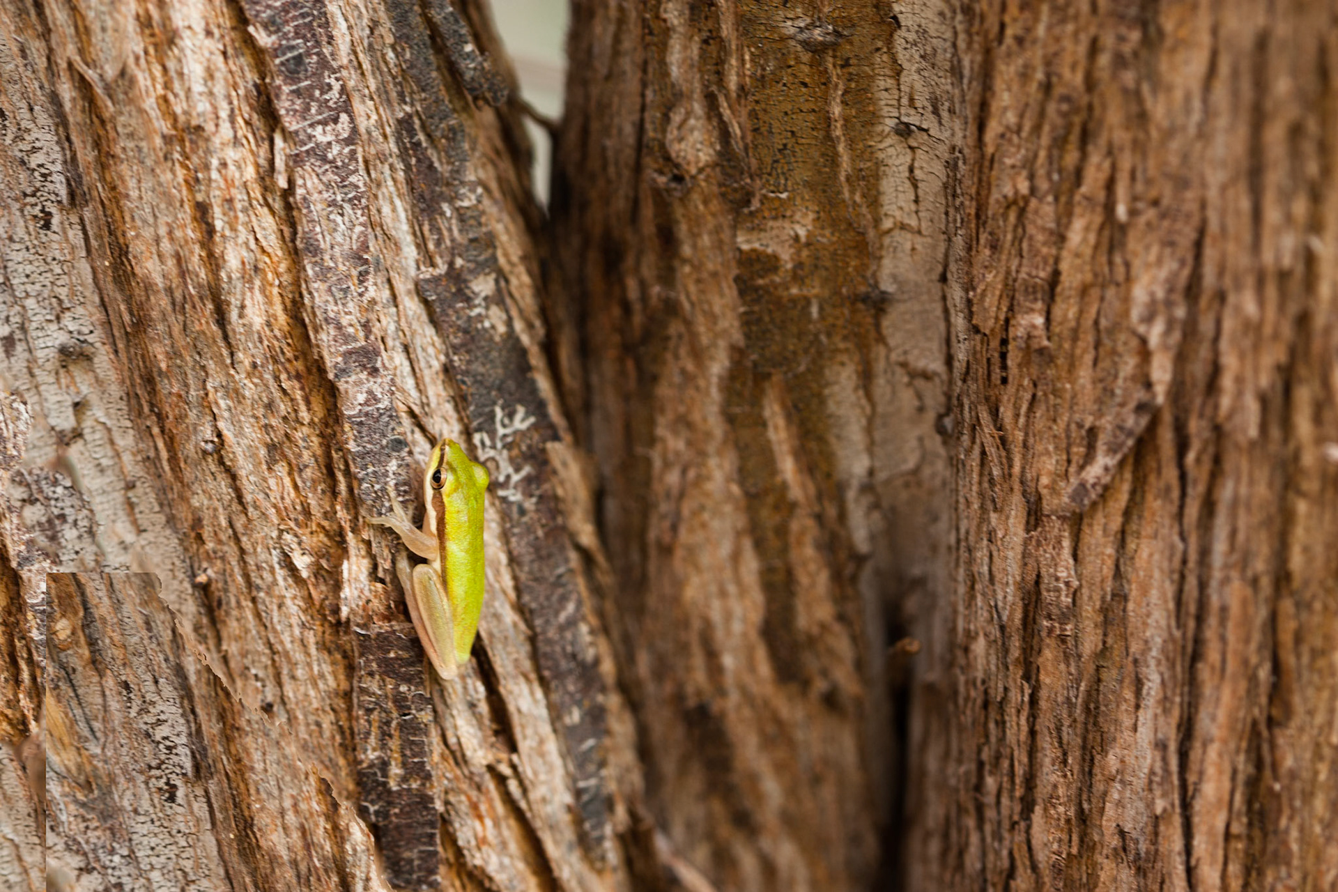 Northern dwarf tree-frog, Mount Borradale, Arnhemland, Northern Territory. Commonly referred to as a Pandanus frog, as that is where it is often found.