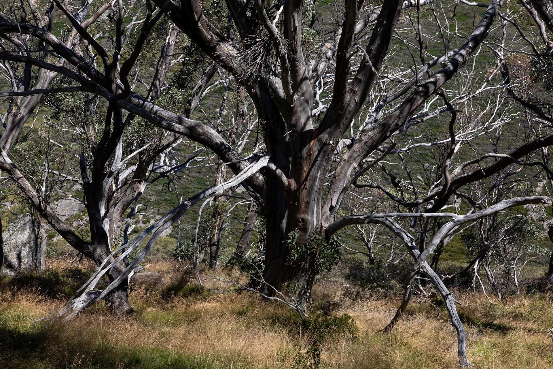 Guthega to Charlotte's Pass, Snowies Alpine Trail, Snowy Mountains, New South Wales, Australia