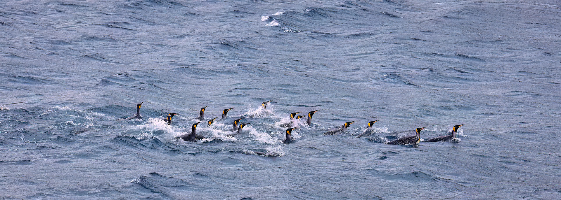 King penguins, rightwhale Bay, South Georgia