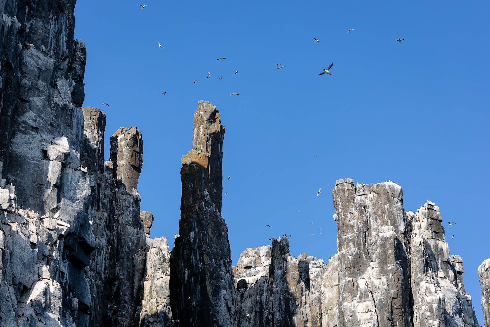 Brünnich's guillemot, Alkefjettet, Svalbard, Norway