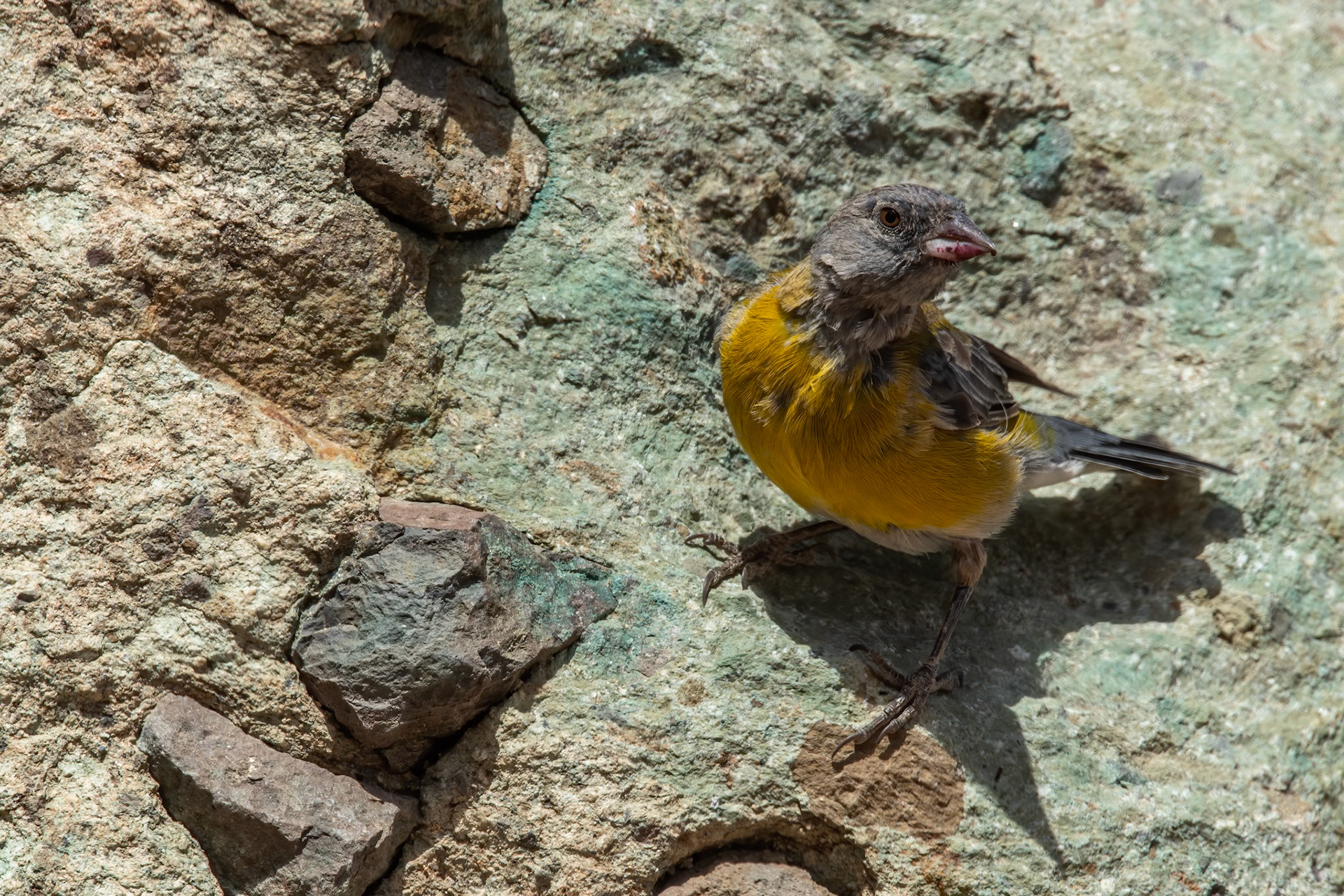 Grey-hooded Sierra-finch, Santiago, Chilé
