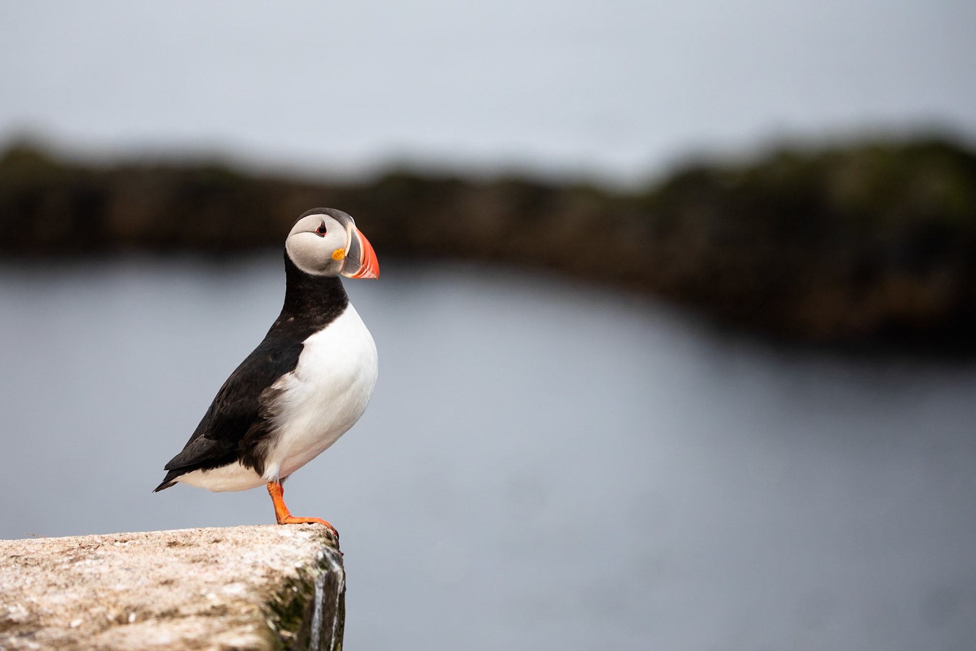 Atlantic puffin, Grímsey Island, Iceland