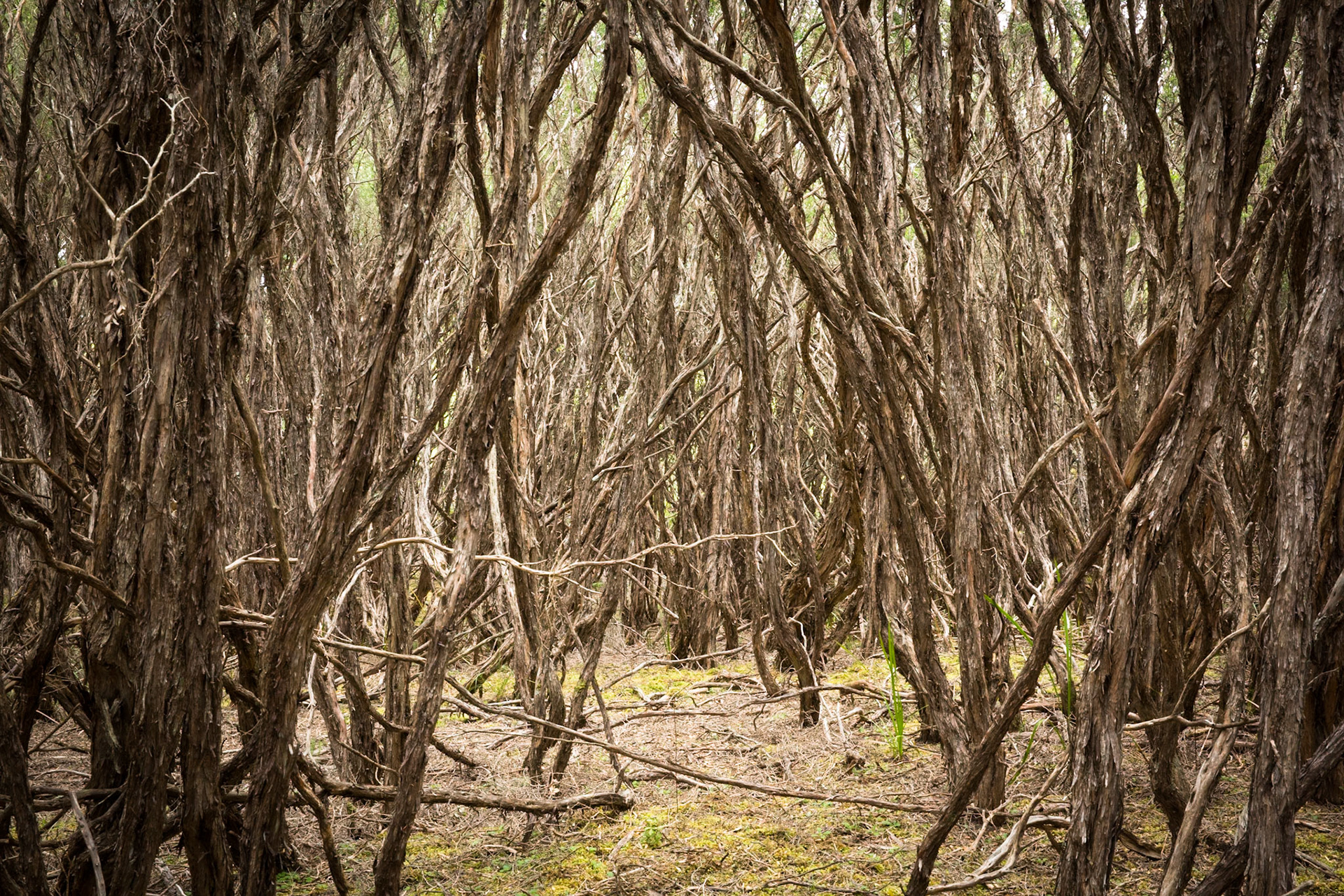 Circuit from Telegraph Saddle via Telegraph Junction to Oberon Bay (lunch), then Little Oberon Bay, Norman Point  and Norman Beach to Tidal River.