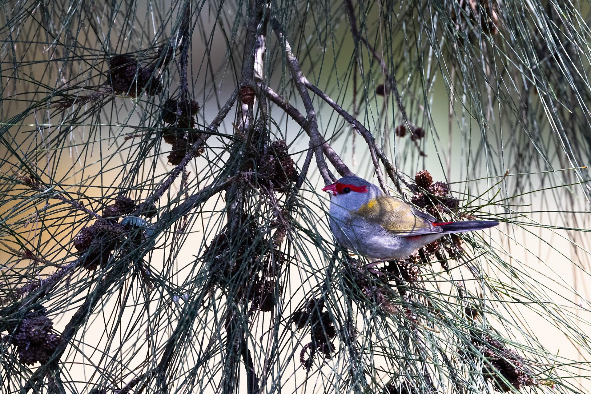Red-browed firetail, Turon Gates, New South Wales