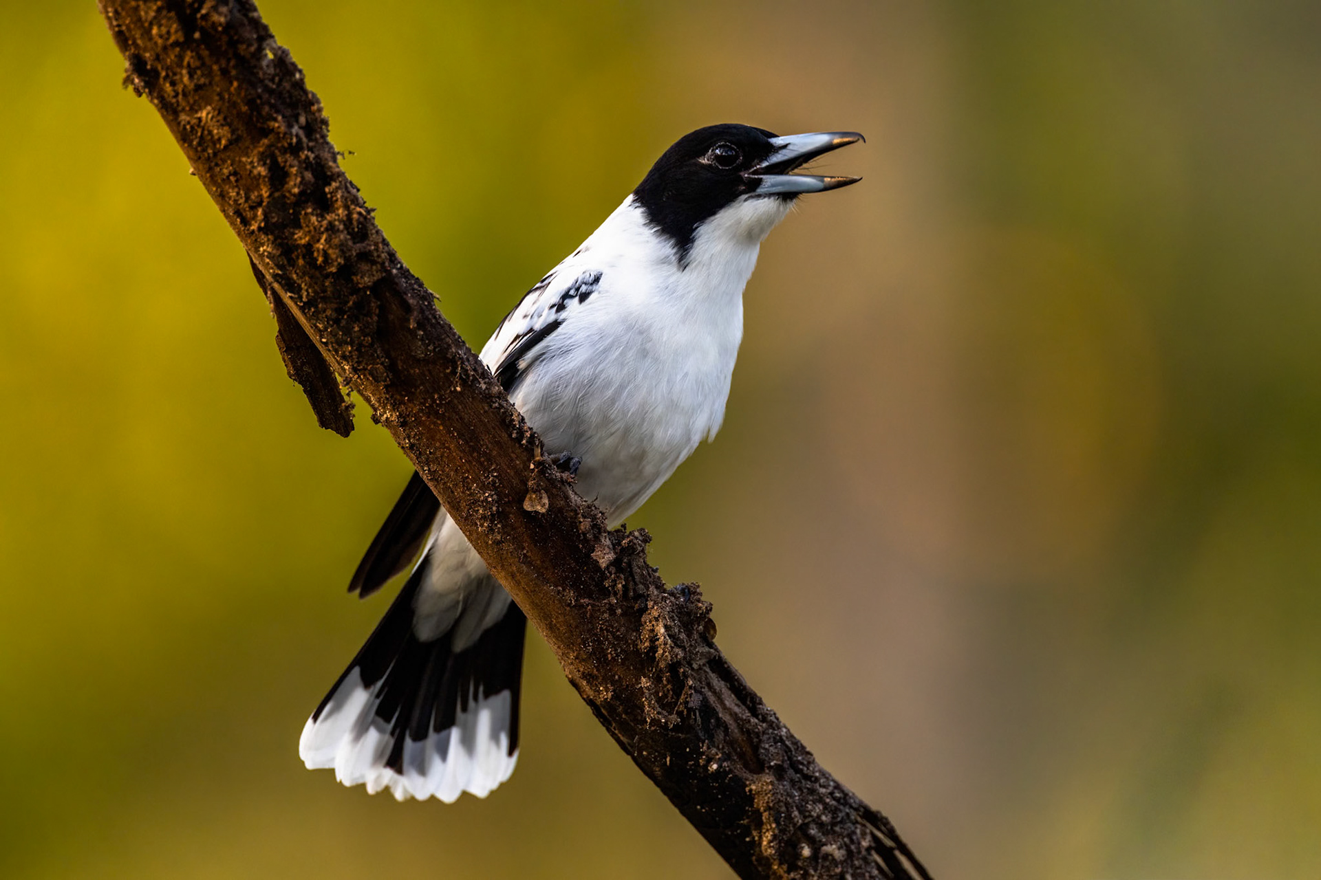 Black-backed butcherbird, Musgrave, Cape York Penninsula, Queensland