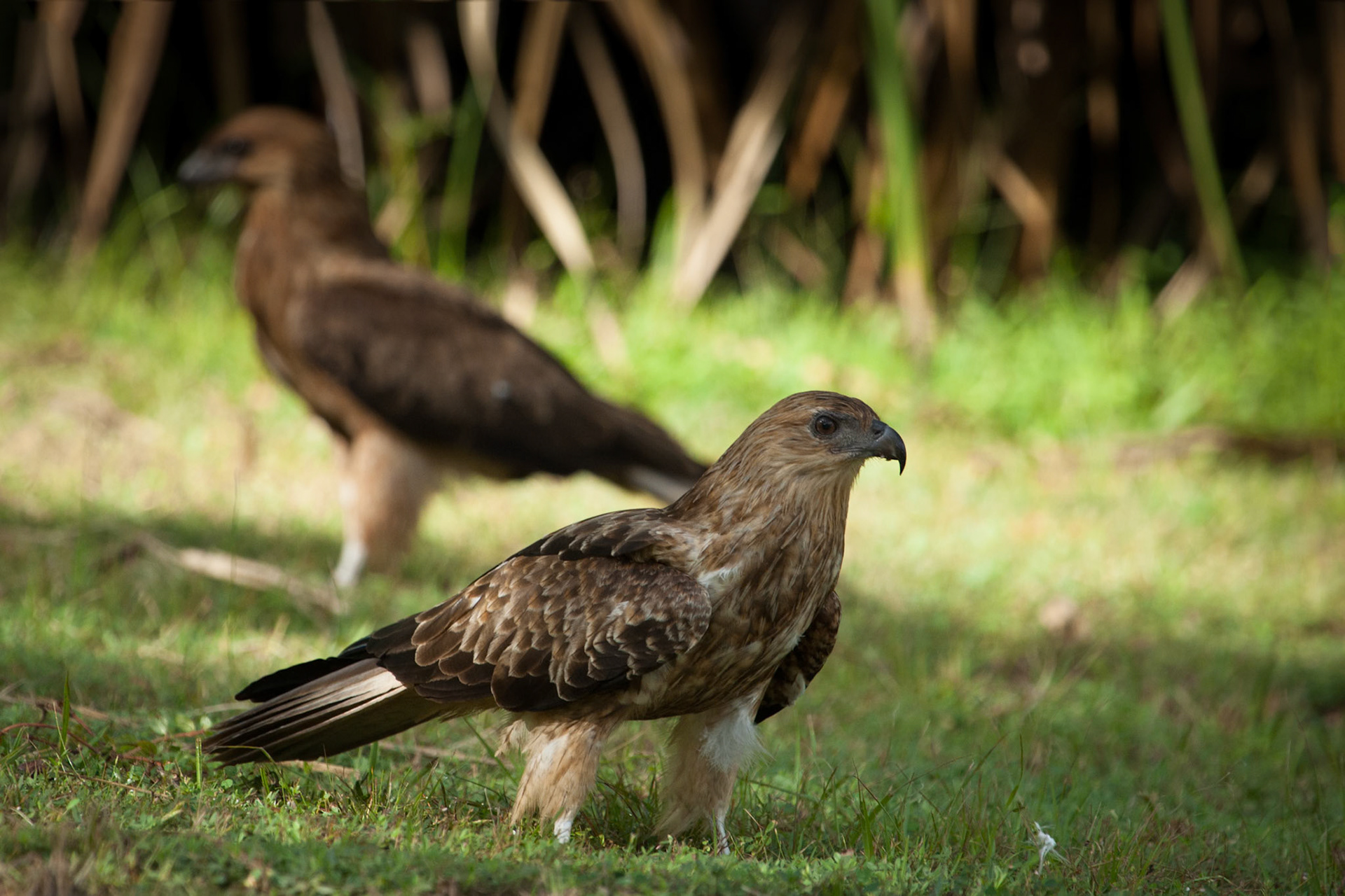Whistling kite. Mount Borradale, Arnhemland, Northern Territory