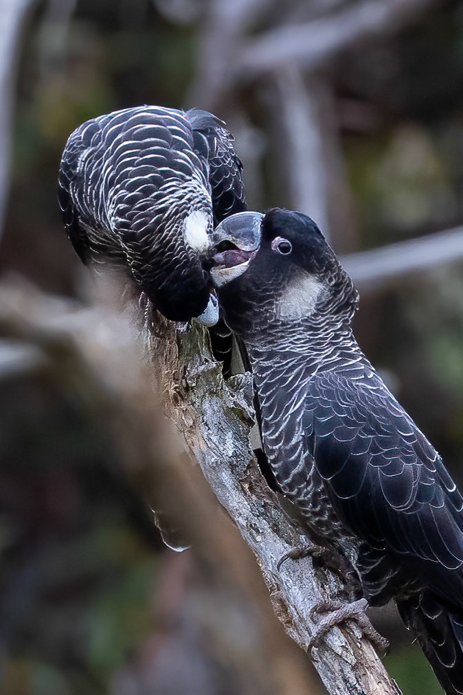 Baudin cockatoo, Stirling Ranges, West Australia