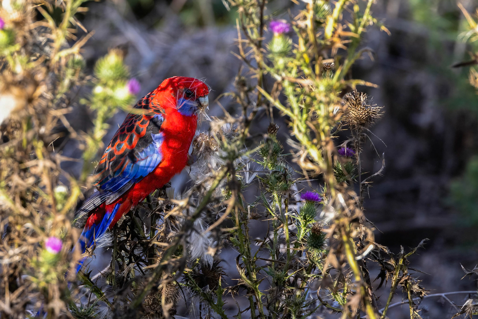 Crimson rosella, Turon Gates, New South Wales