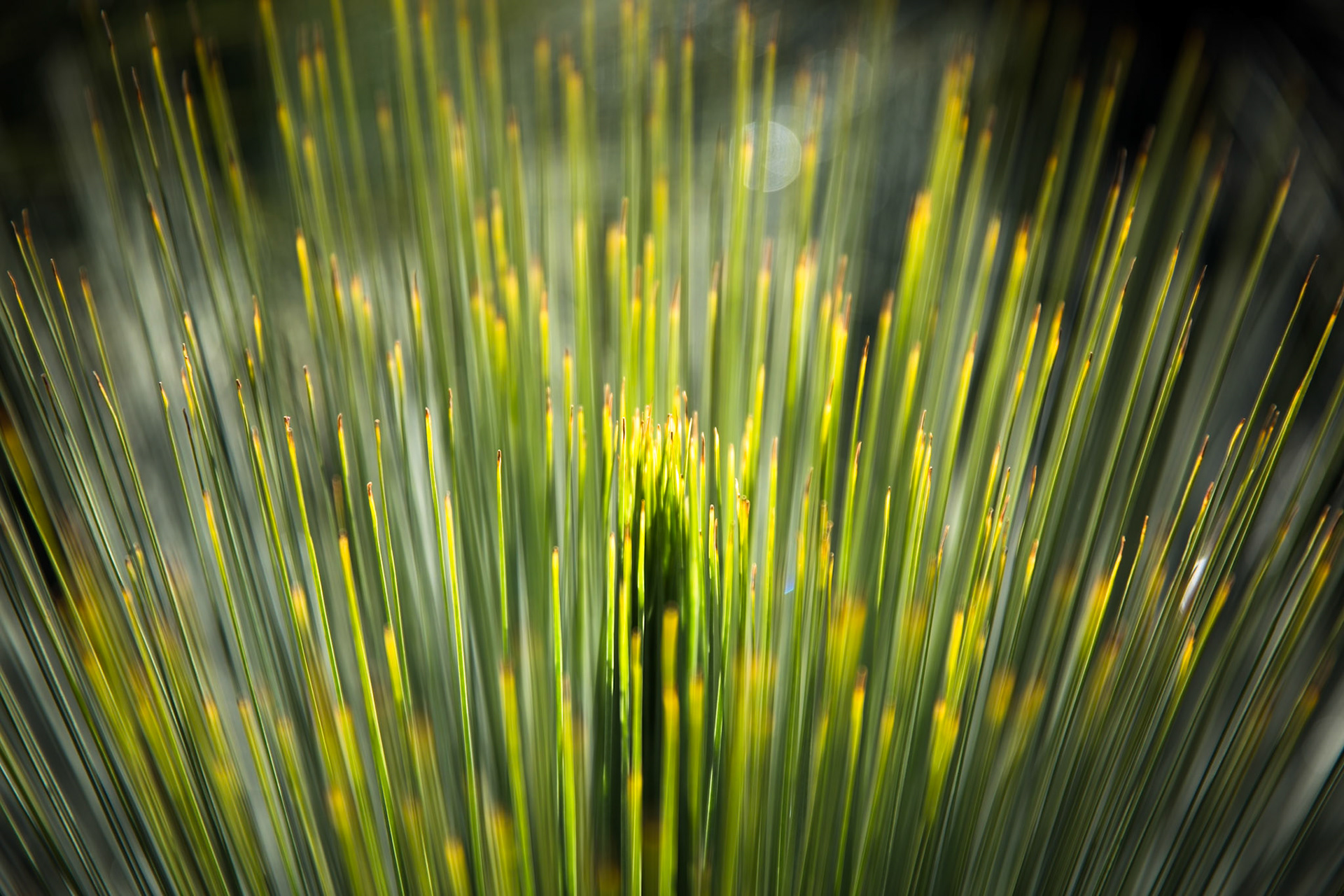 Blue Mountains Botanic Gardens, Mount Tomah