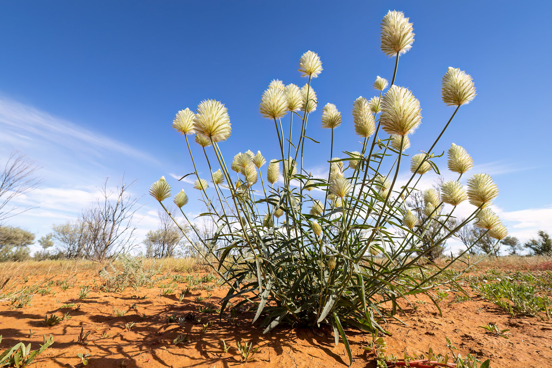 Mulla mulla Landscape, Eromanga to Thargomindah, Queensland, Australia
