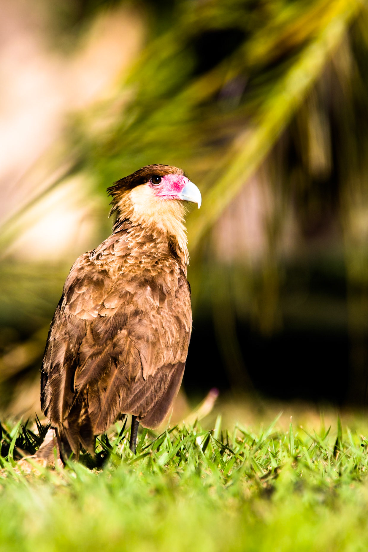 Southern crested caracara, Porto Jofre, Pantanal, Brazil