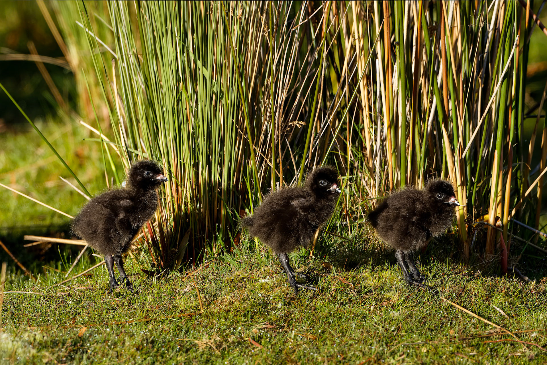 Tasmanian nativehen, Mount Wellington, Hobart, Tasmania, Australia