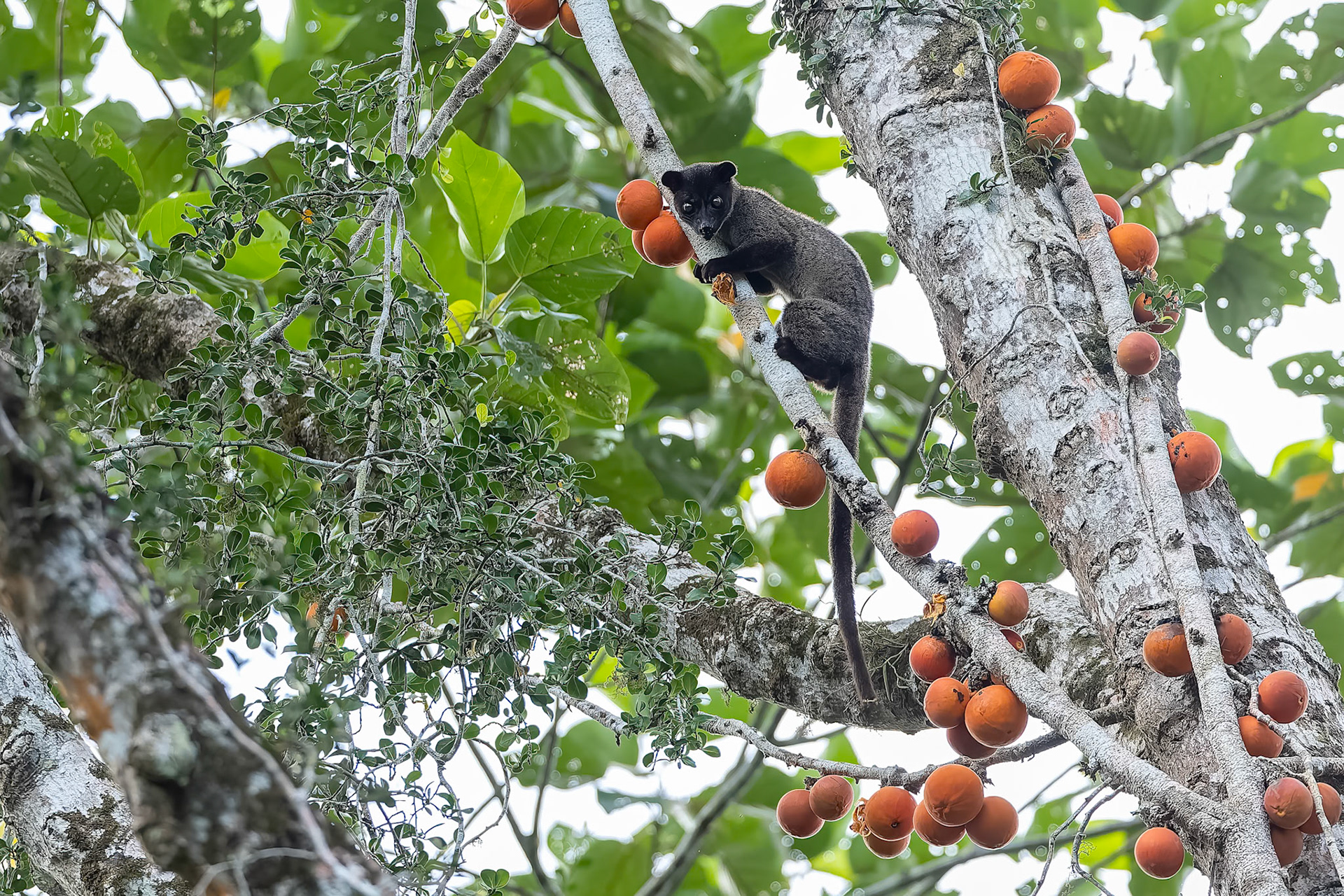 Small-toothed palm civet,  Tabin, Borneo