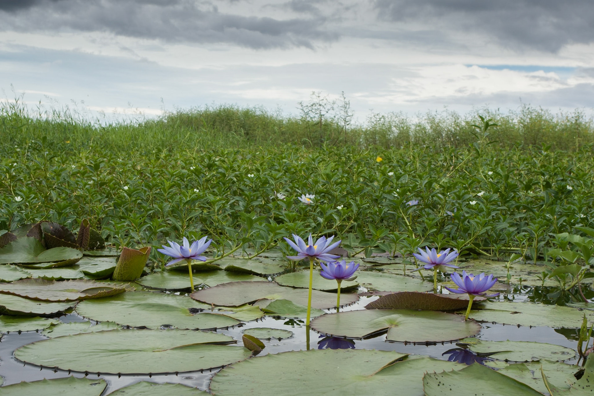 Waterlillies, Mount Borradale, Arnhemland, Northern Territory