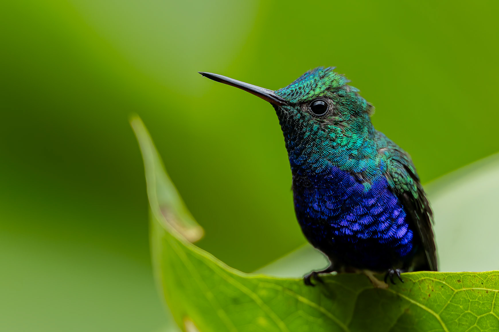 Violet-bellied hummingbird, Umbrella Bird Lodge, Buenaventura Nature Reserve, Ecuador
