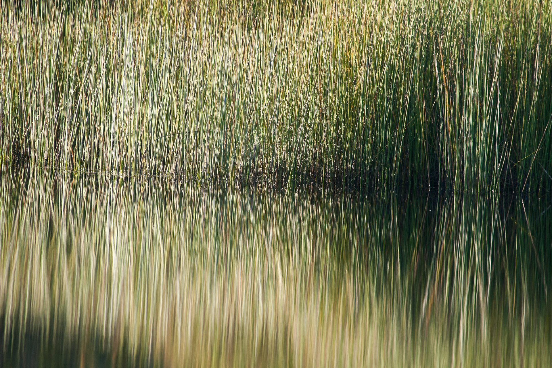 Reeds and reflections, Kingfisher Bay, Fraser Island, Queensland