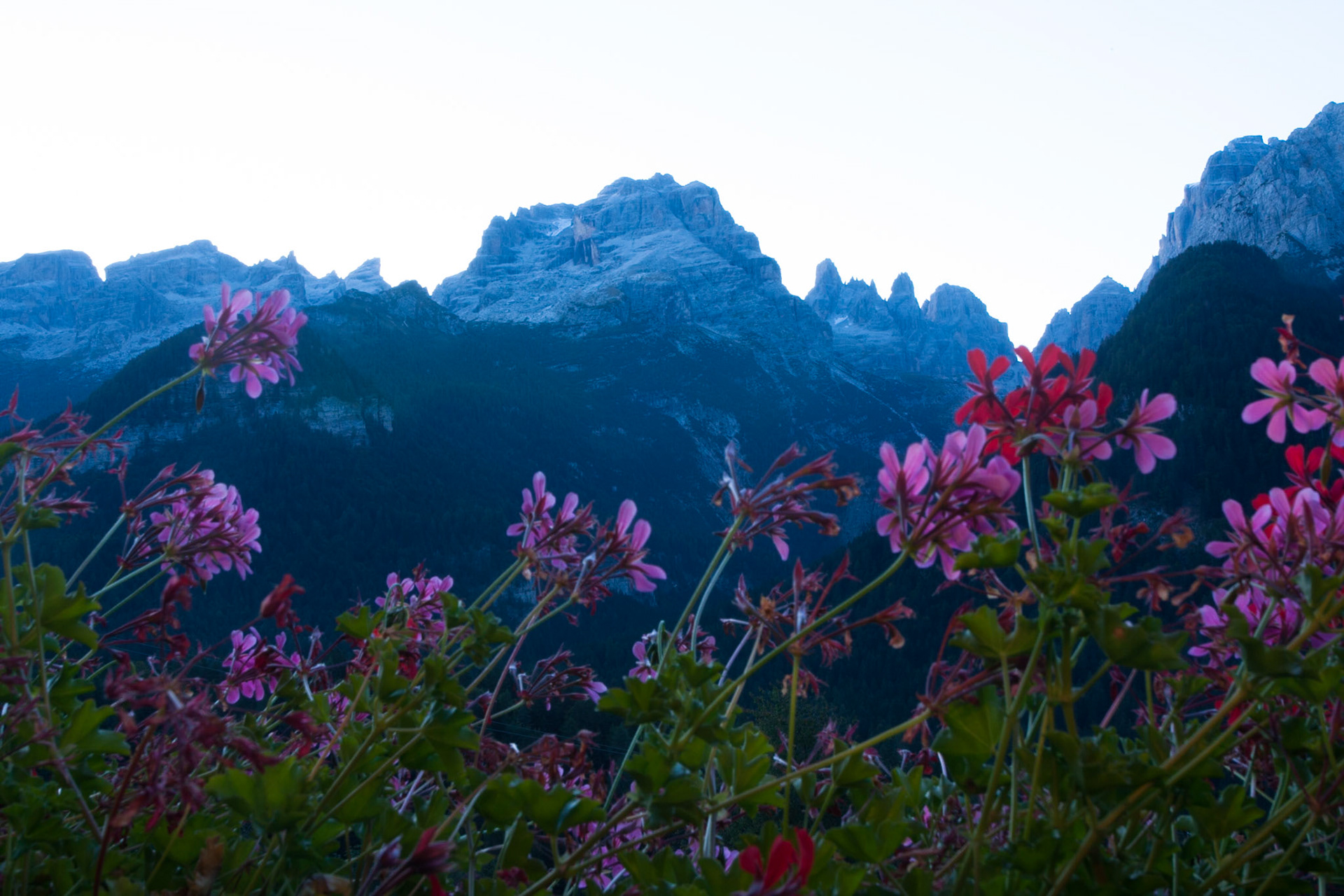 Geraniums in the Dolomites, Madonna di Campiglio, Italy.