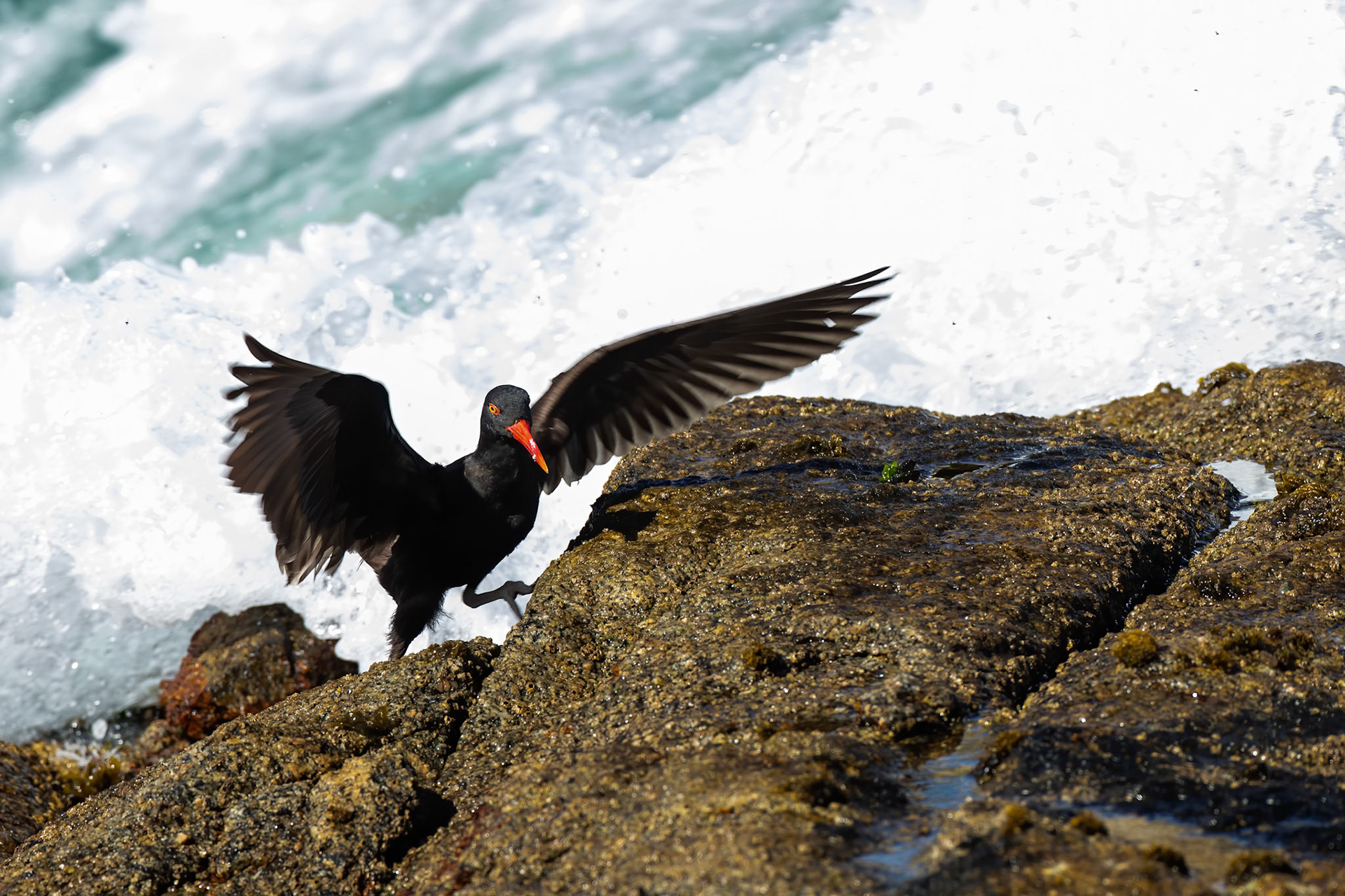 Blackish oystercatcher, Vinã del Mar, Chilé
