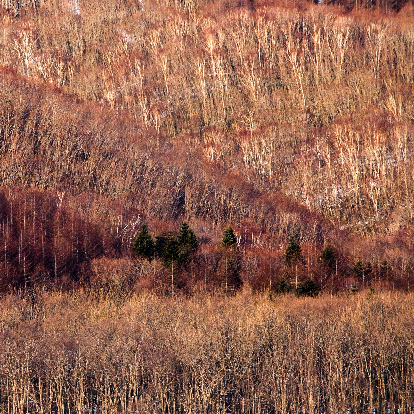 Kushiro marshland, Hokkaido, Japan