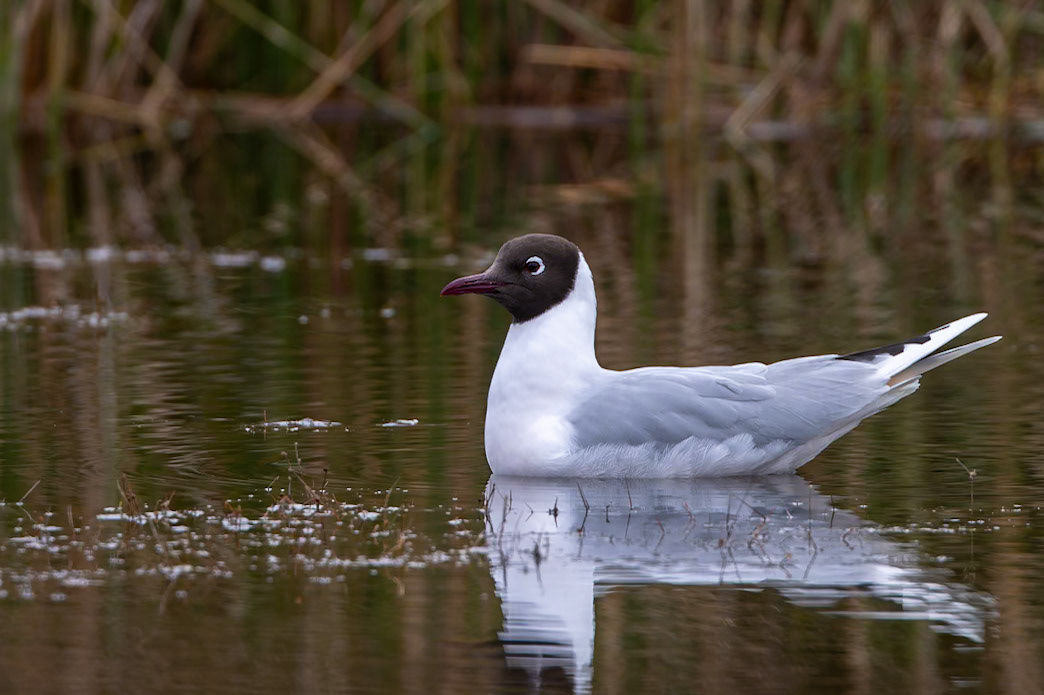 Brown-hooded gull, Puerto Varas Humedal, Lepihve, Chilé