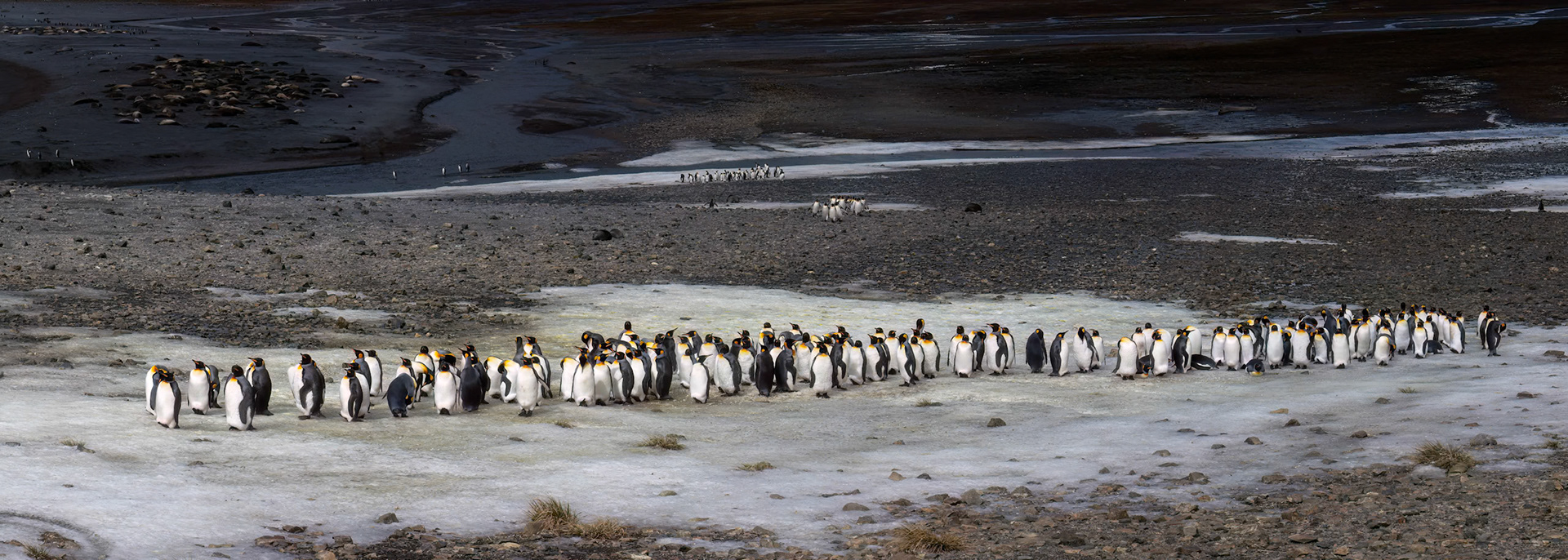 King penguins, rightwhale Bay, South Georgia