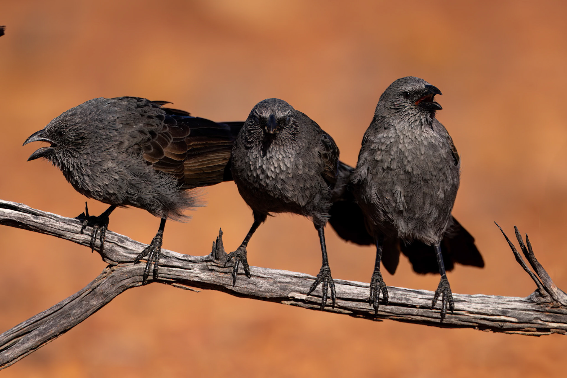 Apostlebird, Windorah to Eromanga, Queensland, Australia
