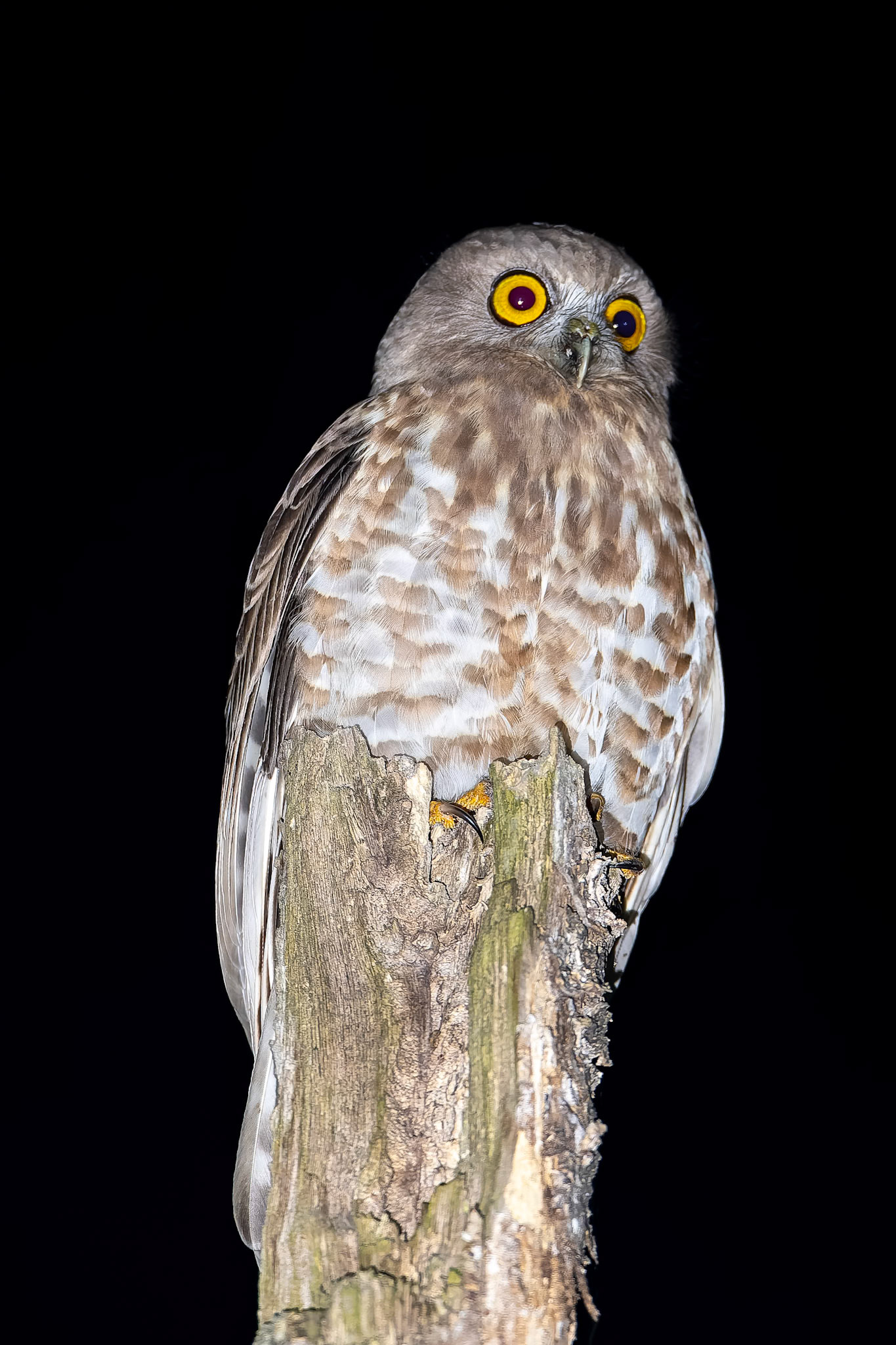 Brown boobook, Corbett Tiger Reserve, India