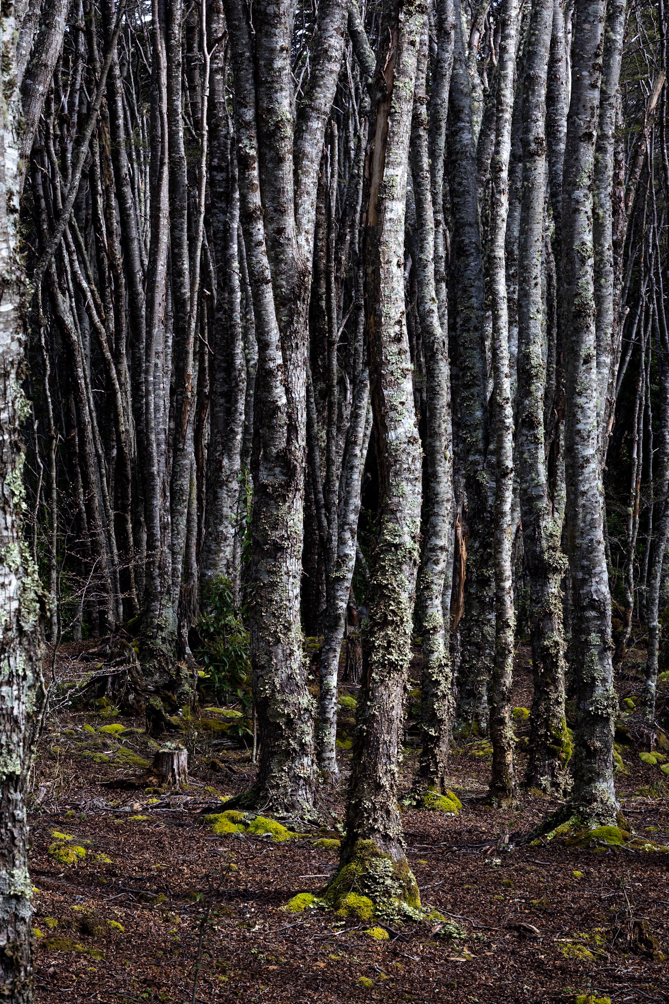 Punta Arenas, Patagonia, Chilé