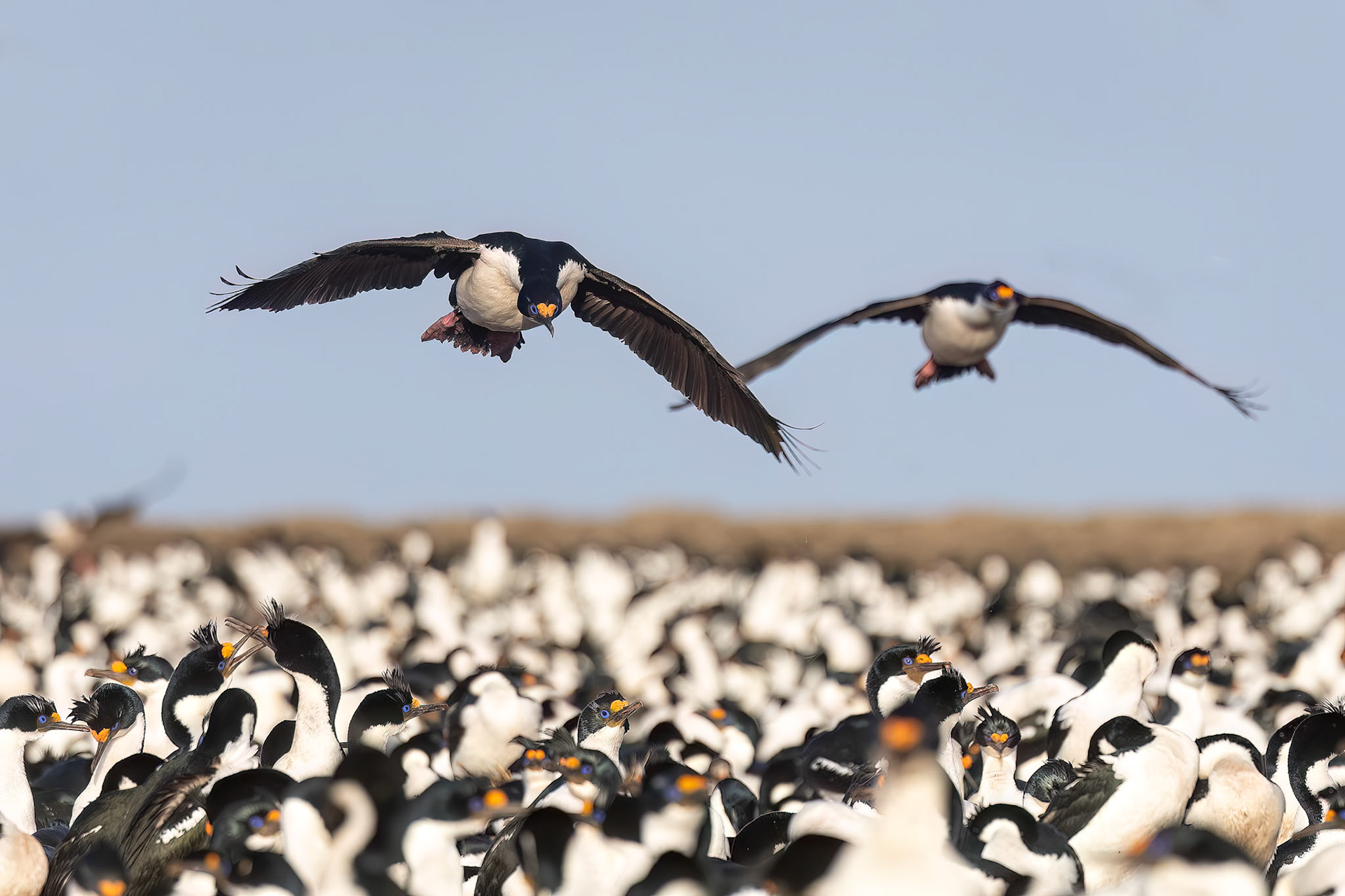 Imperial cormorant, Bleaker Island, Falkland Islands