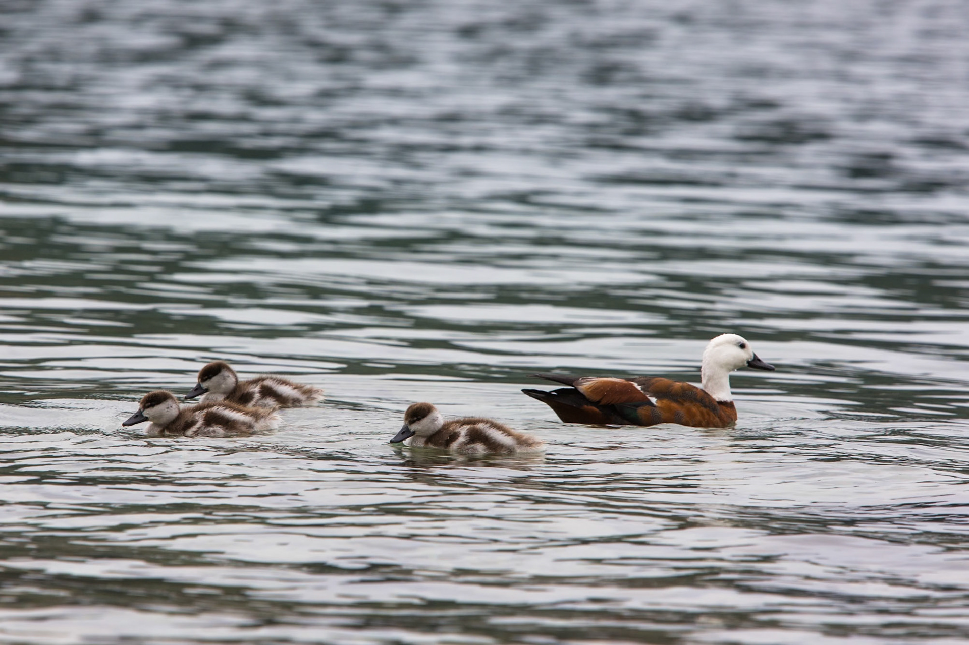 Paradise shelduck, Marlborough Sound, New Zealand