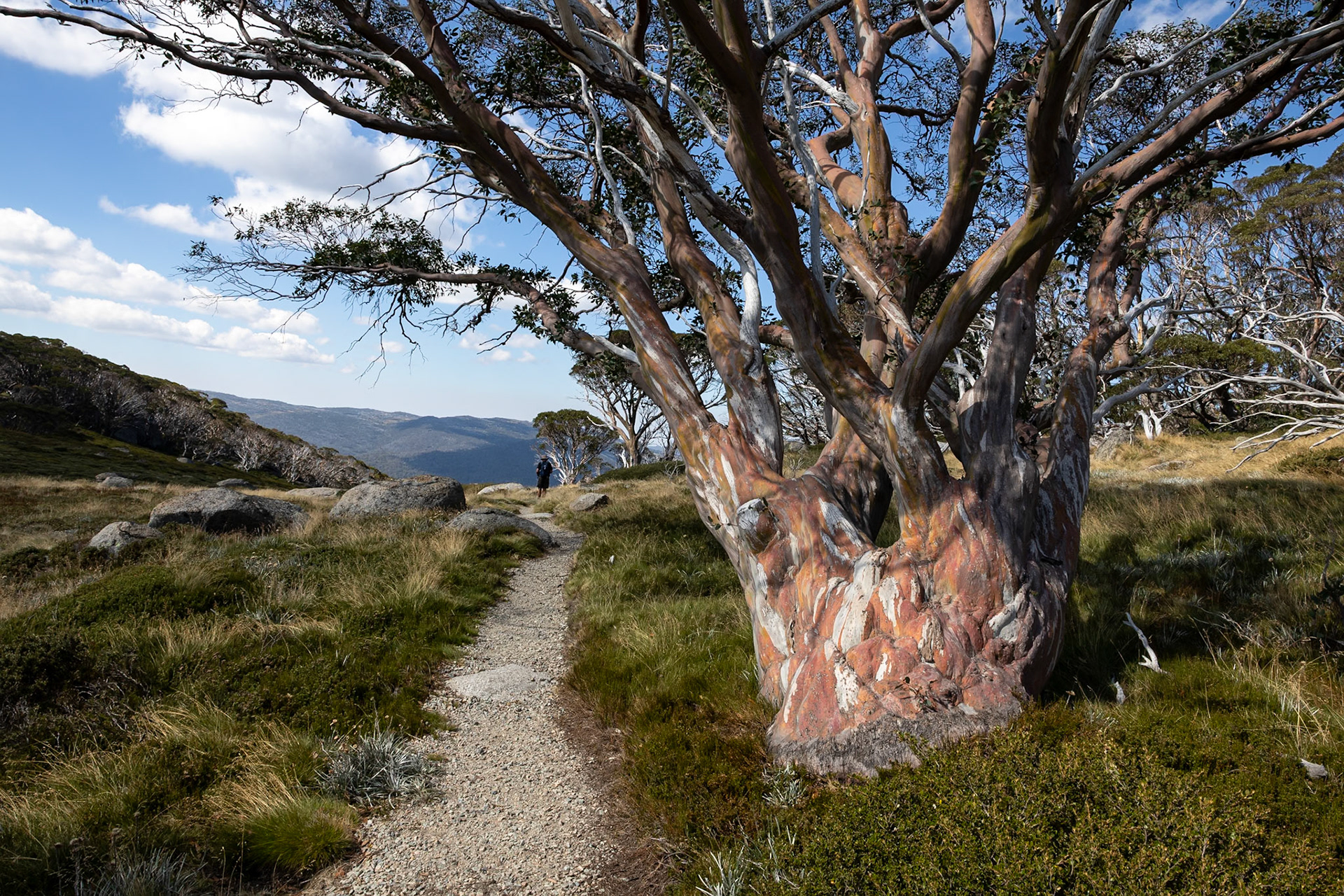 Charlotte's Pass to Perisher Valley, Snowies Hiking Trail, Snowy Mountains, New South Wales, Australia