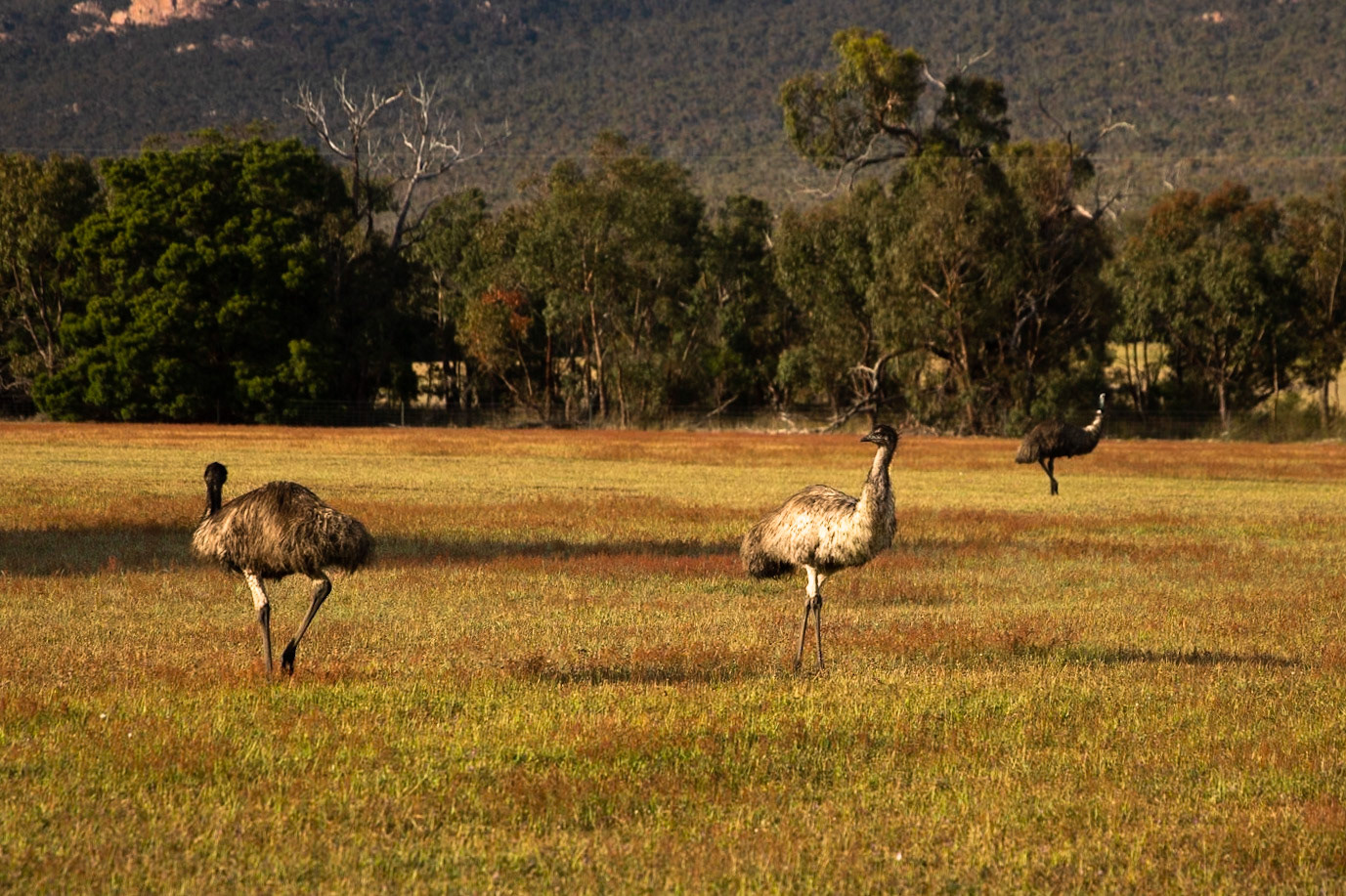 Emu, Eagle Wings Rise, Hall's Gap, The Grampians, Victoria