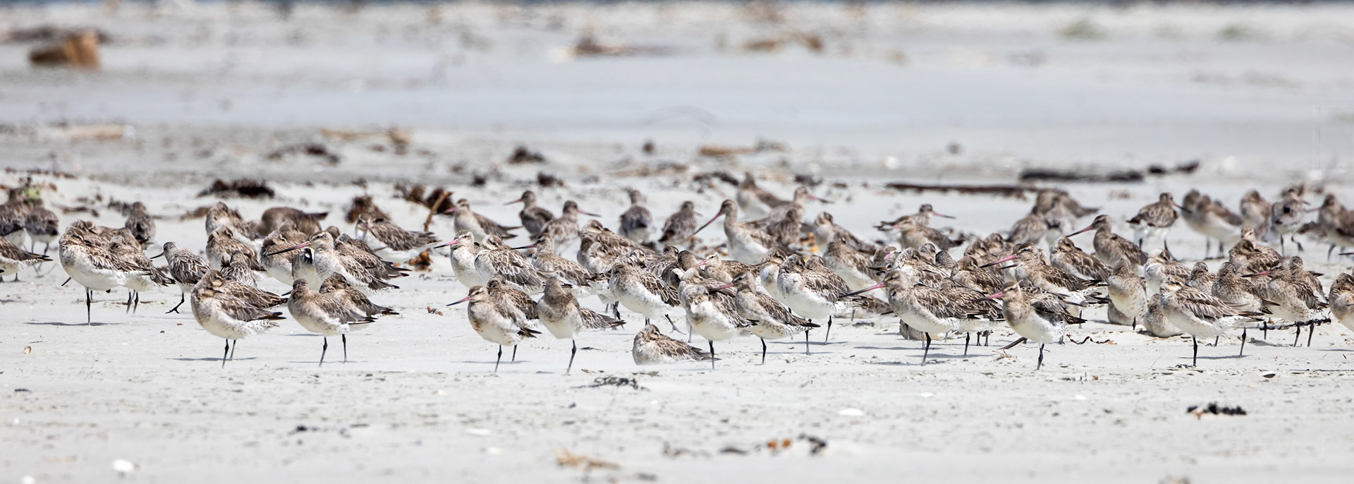 Bar-tailed godwit, Dunedin, New Zealand