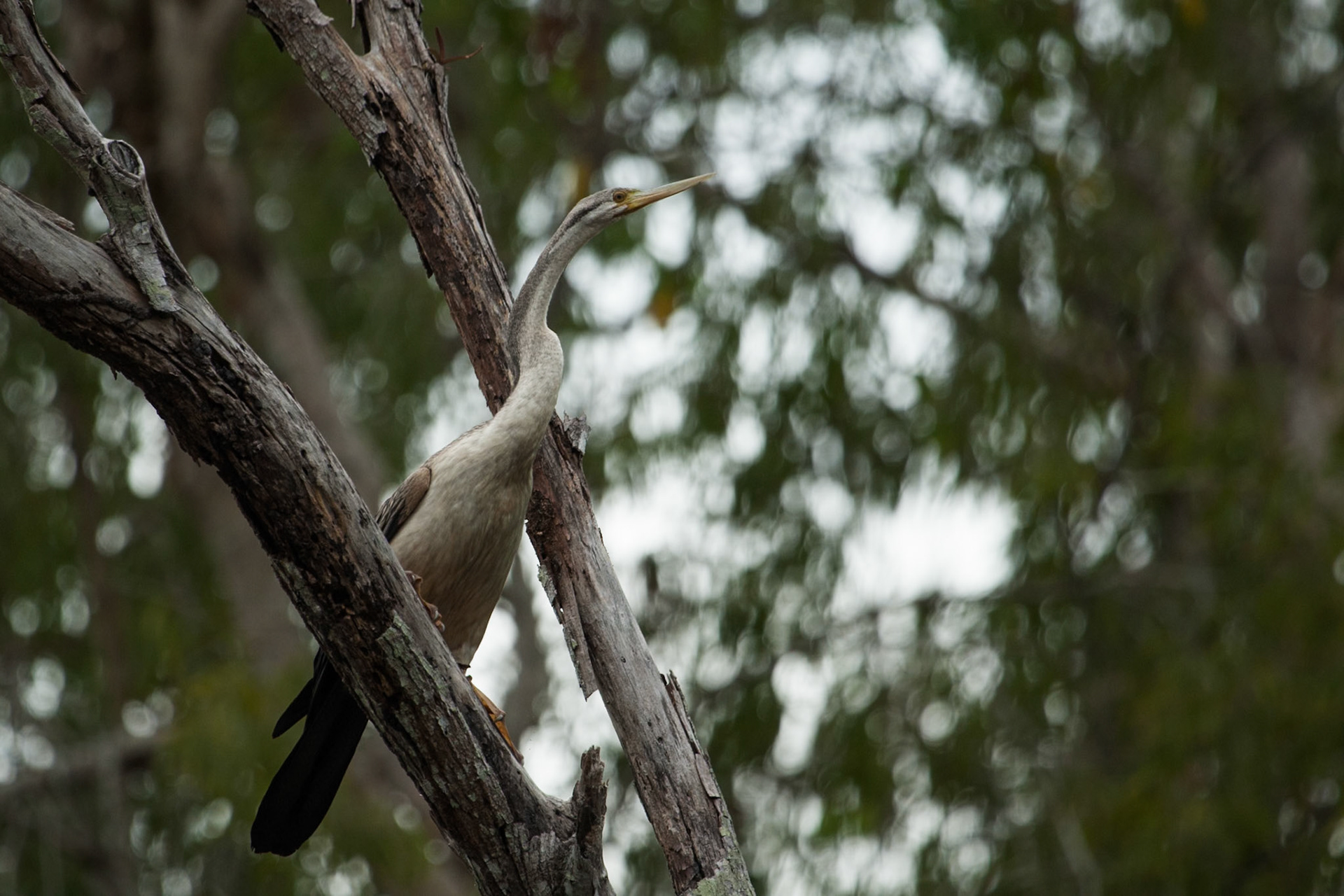 Darter, Mount Borradale, Arnhemland, Northern Territory