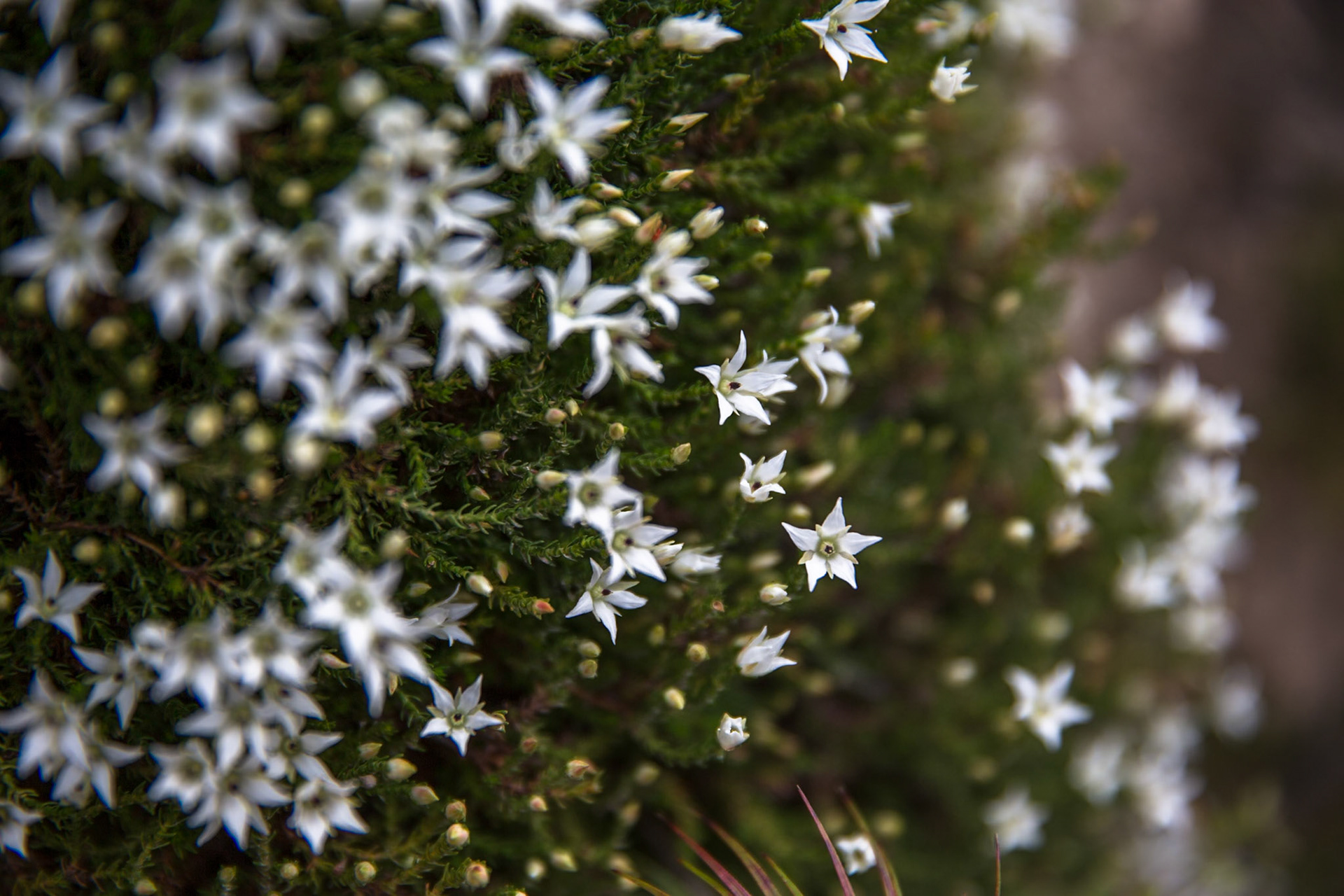 Started at the Scenic Railway and descended via Furber Steps to Federal Pass. Traversed Federal Pass past the lower station of Scenic Railway; through the landslide area; past the bottom of Golden Stairs as far as Ruined Castle.  Lunch on top Ruined Castle then completed a circuit around Ruined Castle back to Federal Pass.  Retraced our steps to Golden Stairs which we took up to Narrow Neck. Notes by Peter Watt.