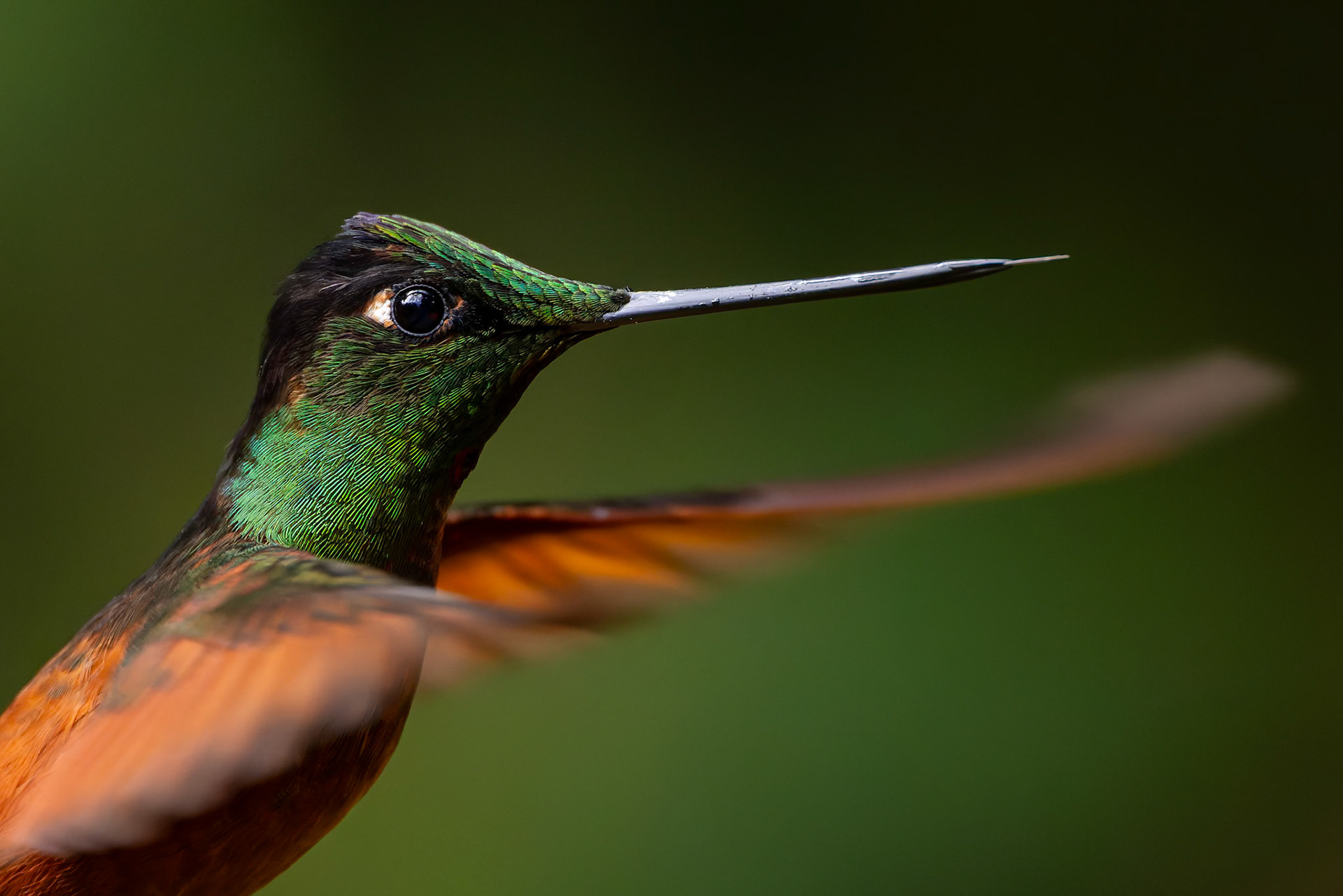 Rainbow starfrontlet, Urraca Lodge, Jorupe National Park, Ecuador