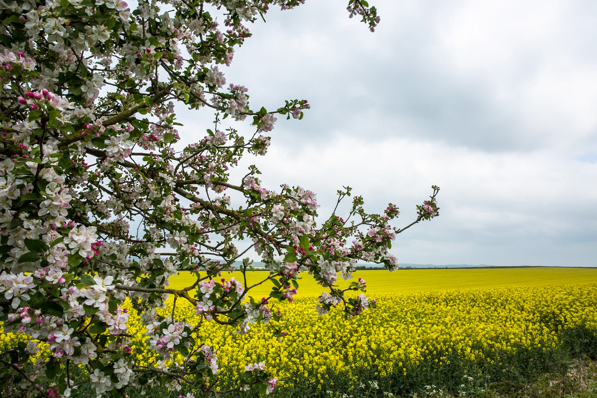 En route from Cambo House to Old Sarum, Dorset