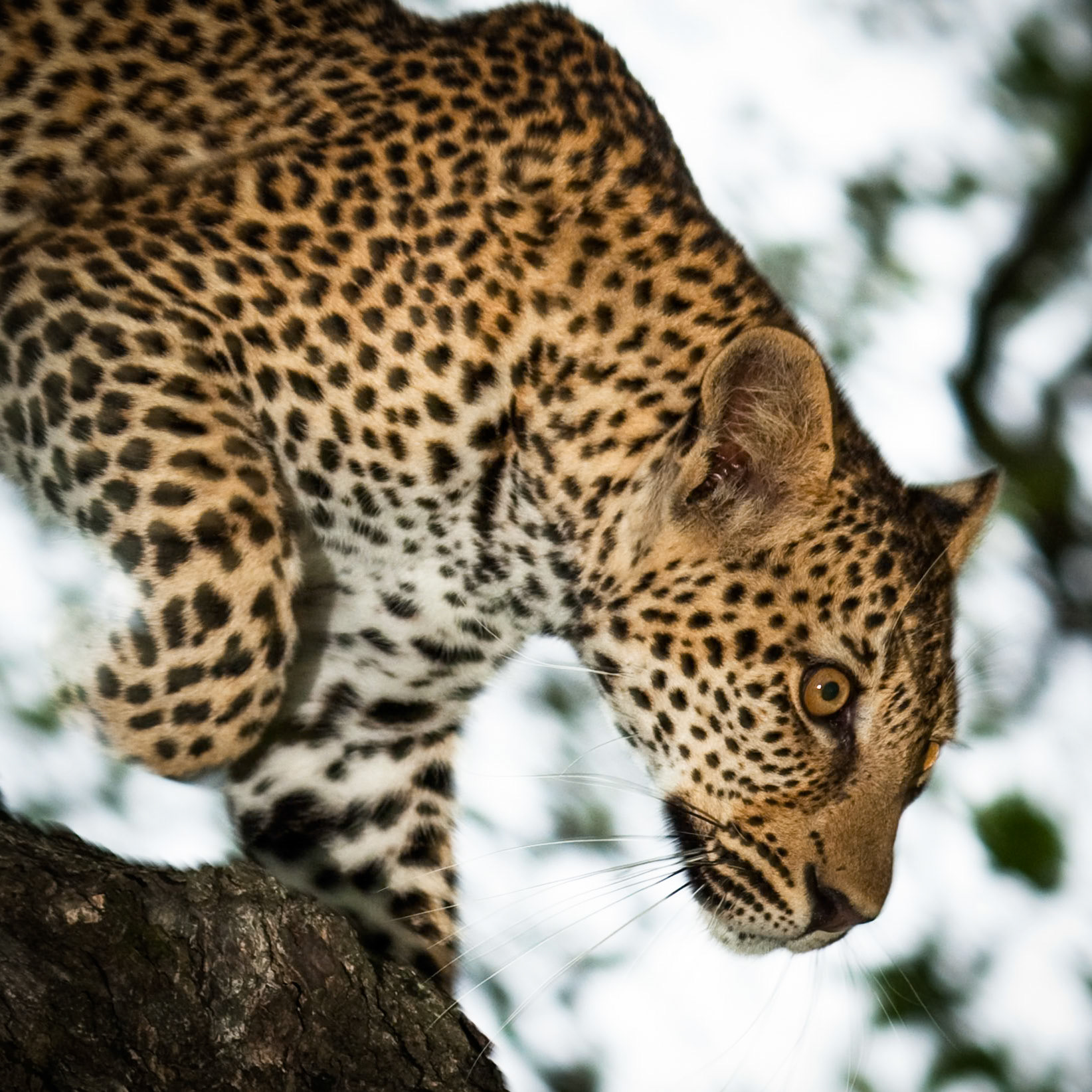 Leopard, Exeter, Sabi Sands