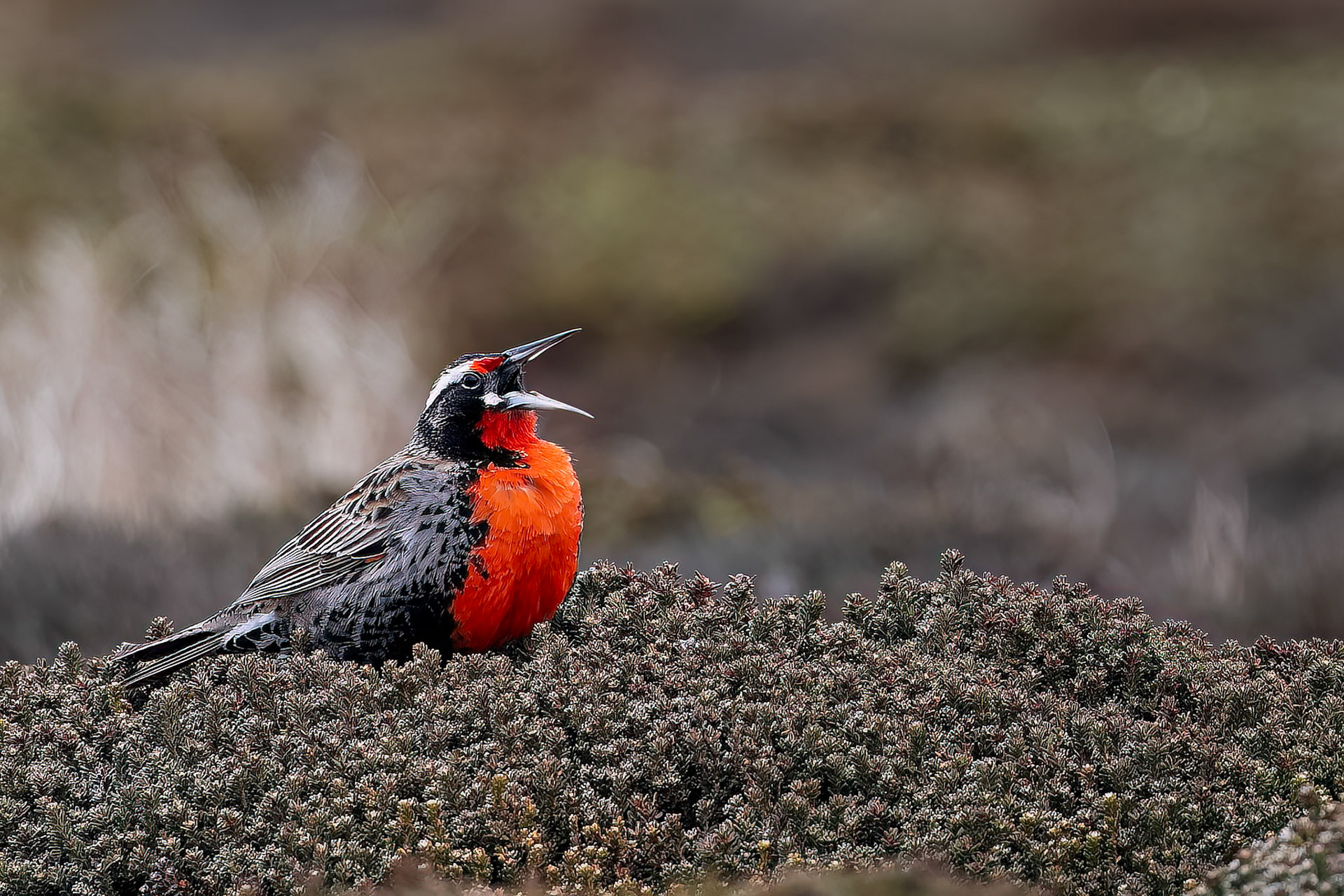 Long-tailed meadowlark, Bleaker Island, Falkland Islands