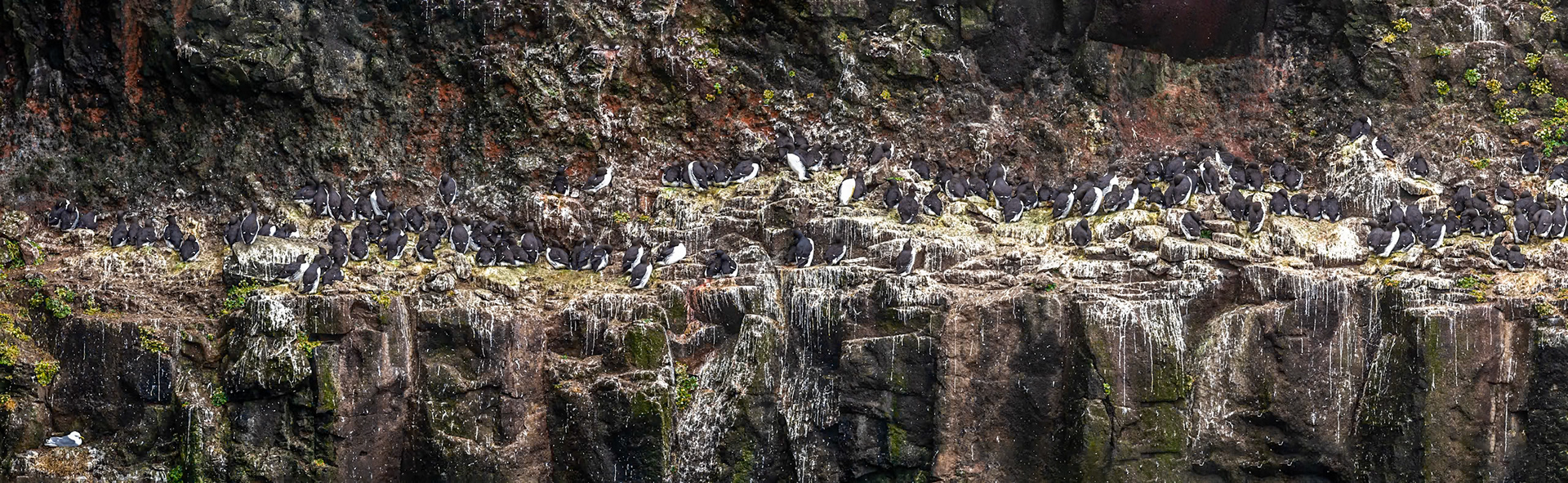 Common guillemot, Látrabjarg cliff, Westfjords, Iceland