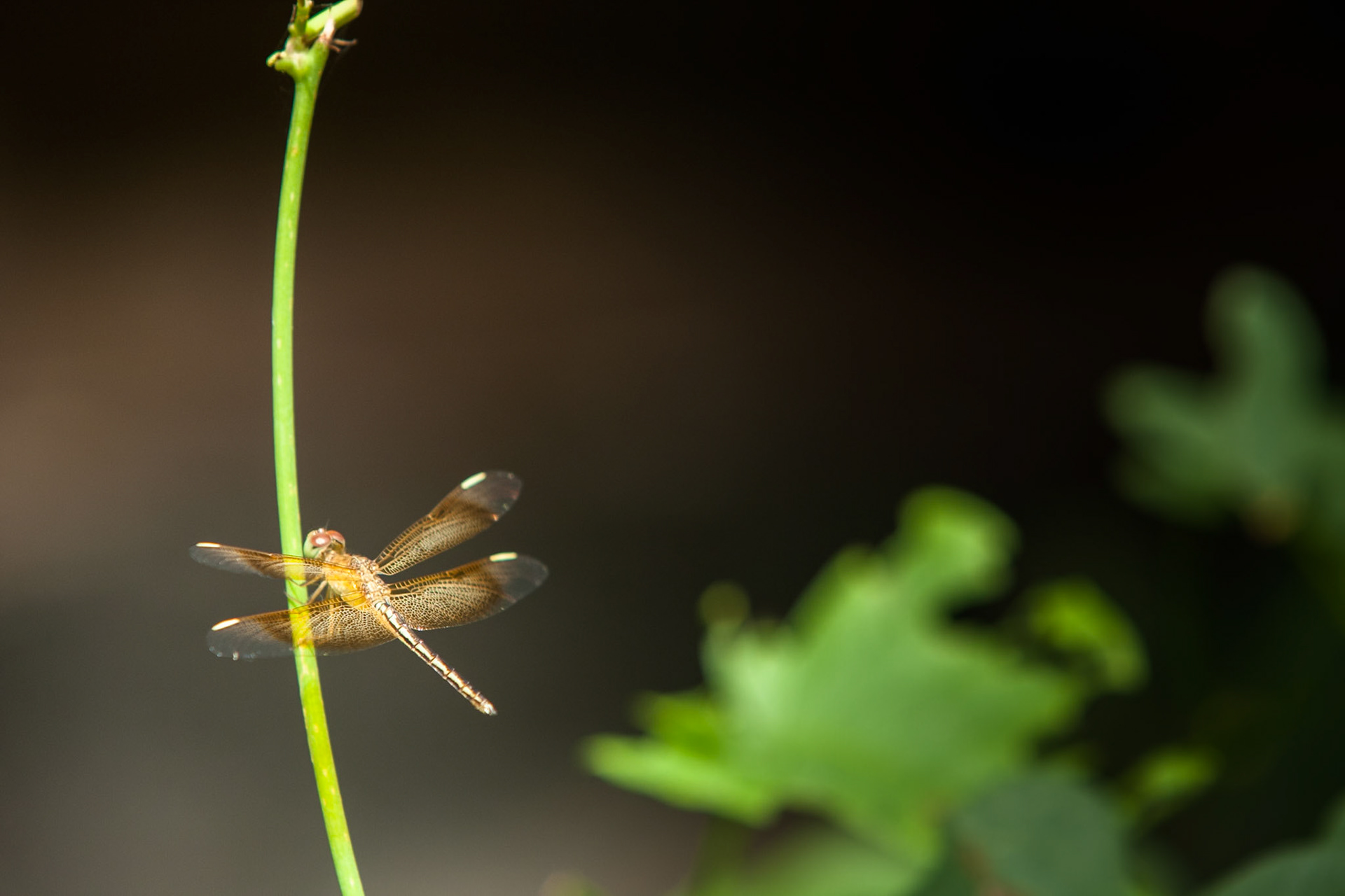 Dragon-fly, Mount Borradale, Arnhemland, Northern Territory