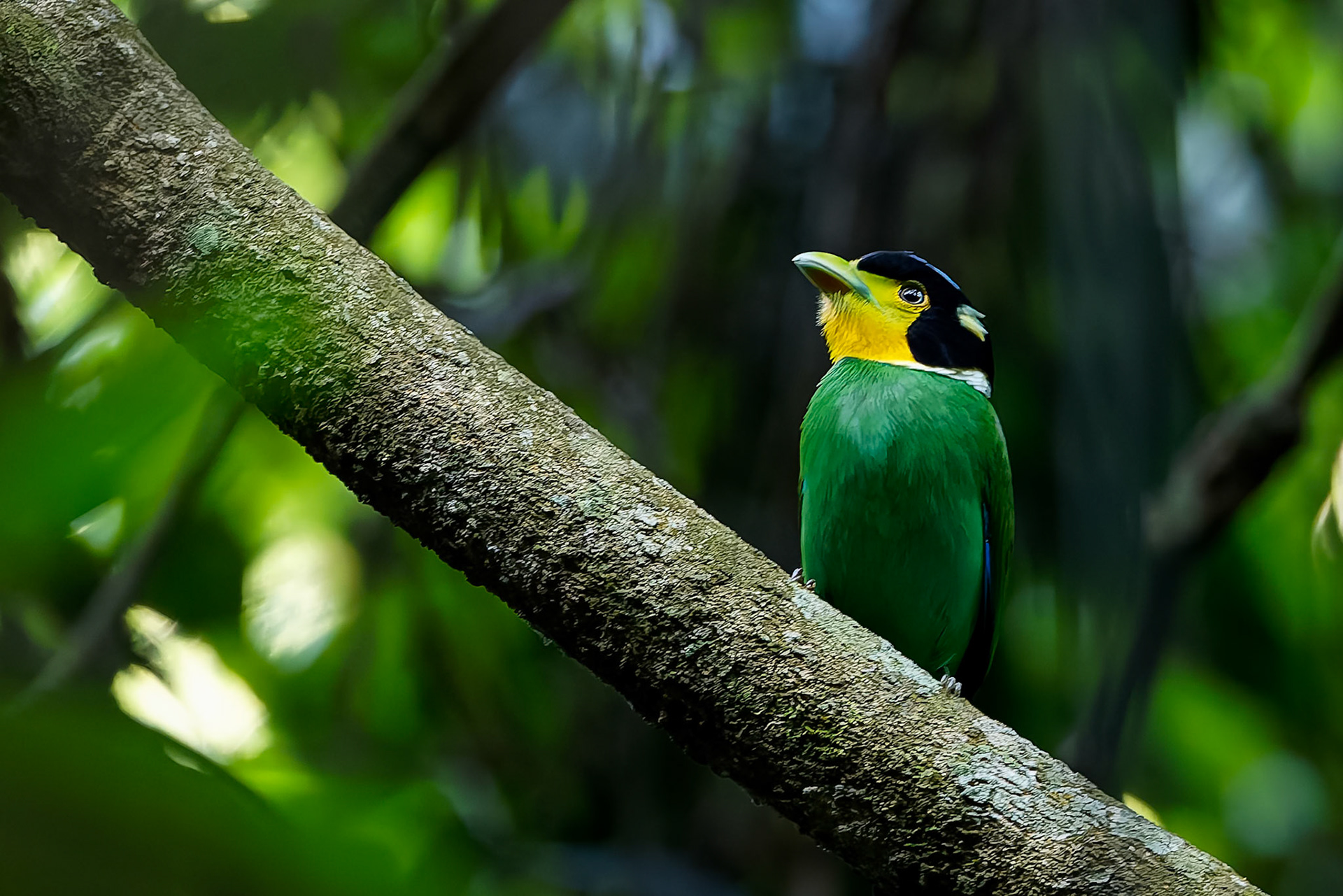 Long-tailed broadbill, Khaeng Krackan National Park, Thailand