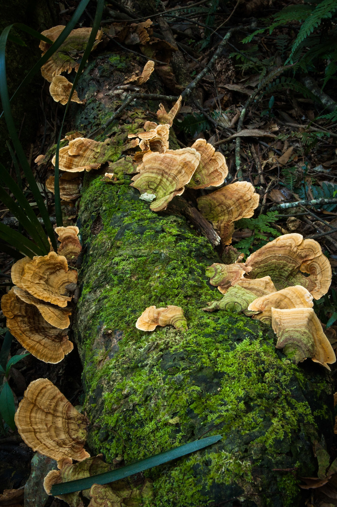 Lamington National Park, Queensland