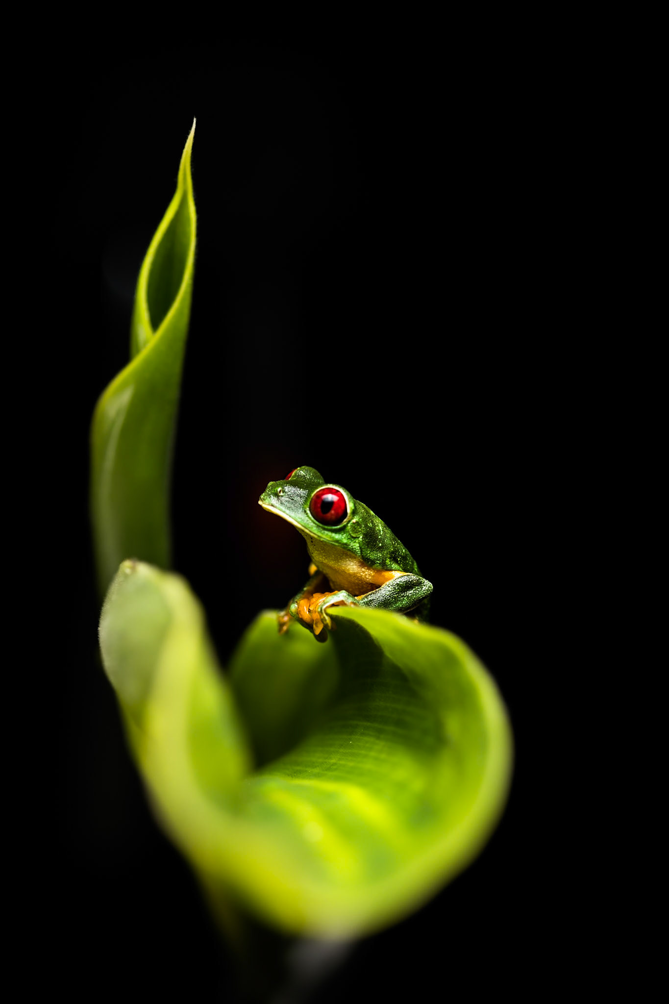 Red-eyed tree frog, Villa Lapas, Costa Rica